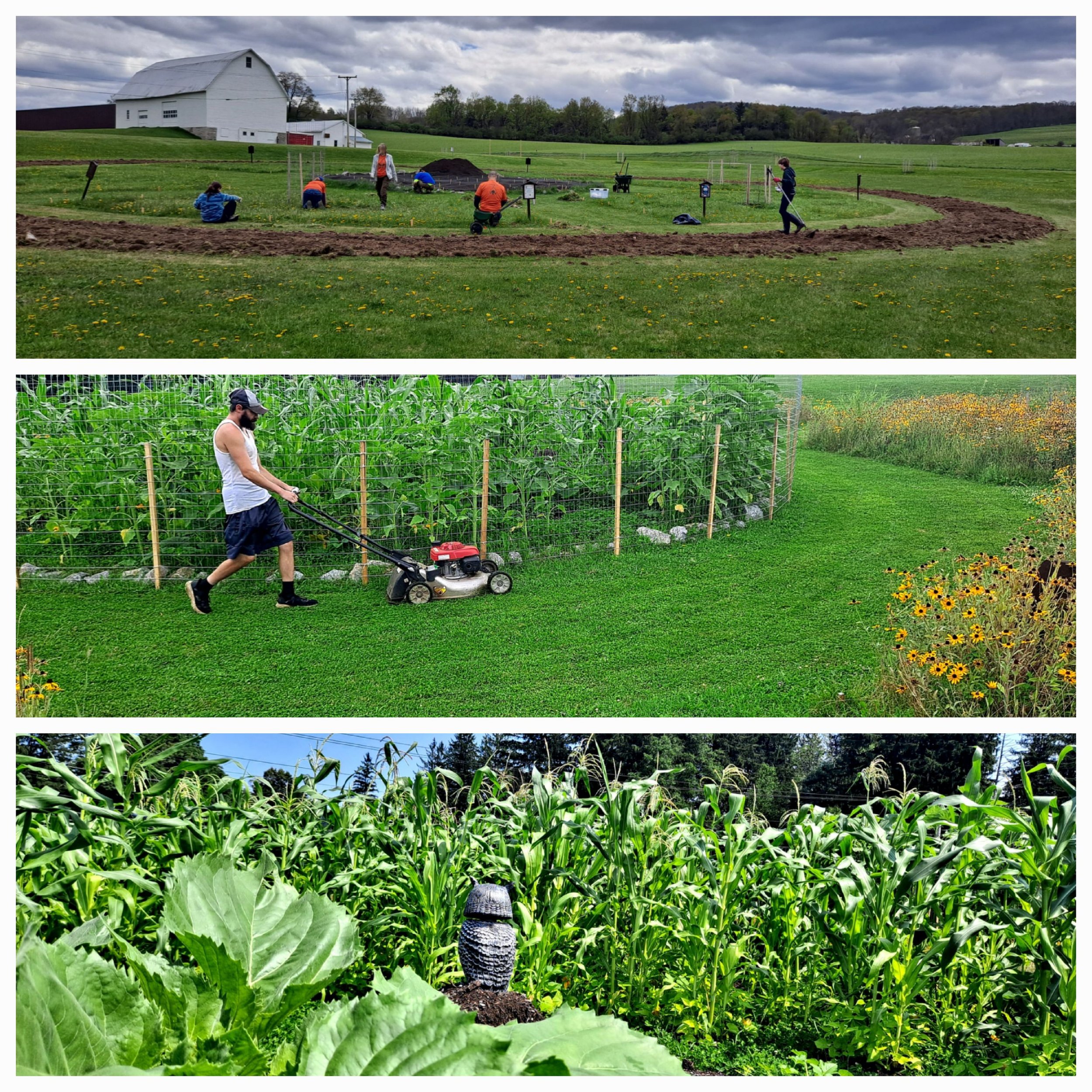 I Love my Park Day  May 2nd- Volunteers weeding the Three Sisters Garden. Stephen from ACHIEVE doing weekly mowing. August- A healthy garden with happy corn!