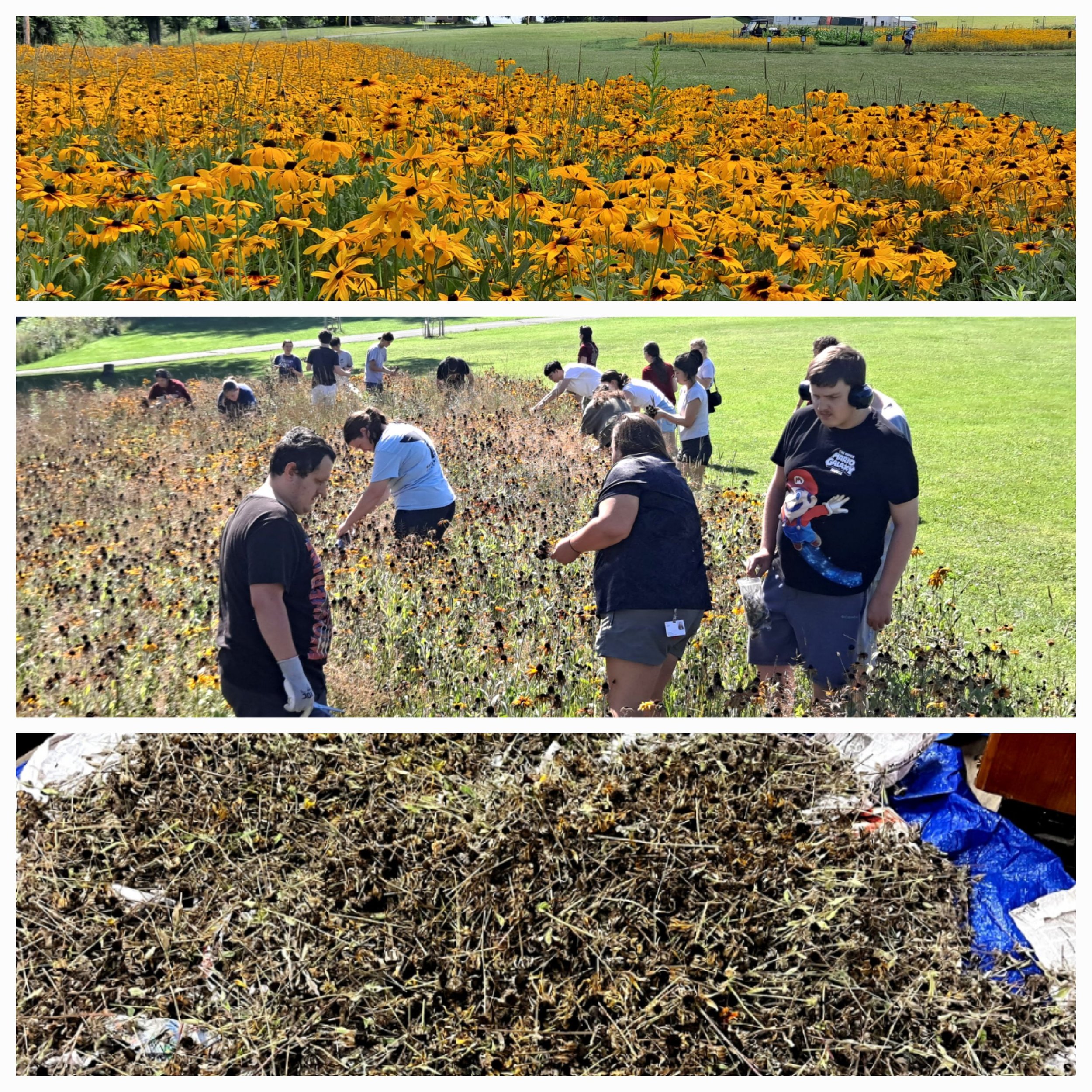 Black eyed Susans in full bloom - ACHIEVE works hand-in-hand with Colgate COVE students during their day of service–August 19th, to harvest seed heads for replanting. Many thousands of seed heads were left to dry on tarps and seeds will be harvested 