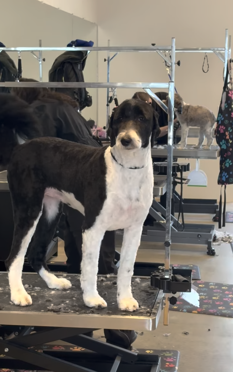 Screenshot 2026-02-16 at 8.41.33 AM.png