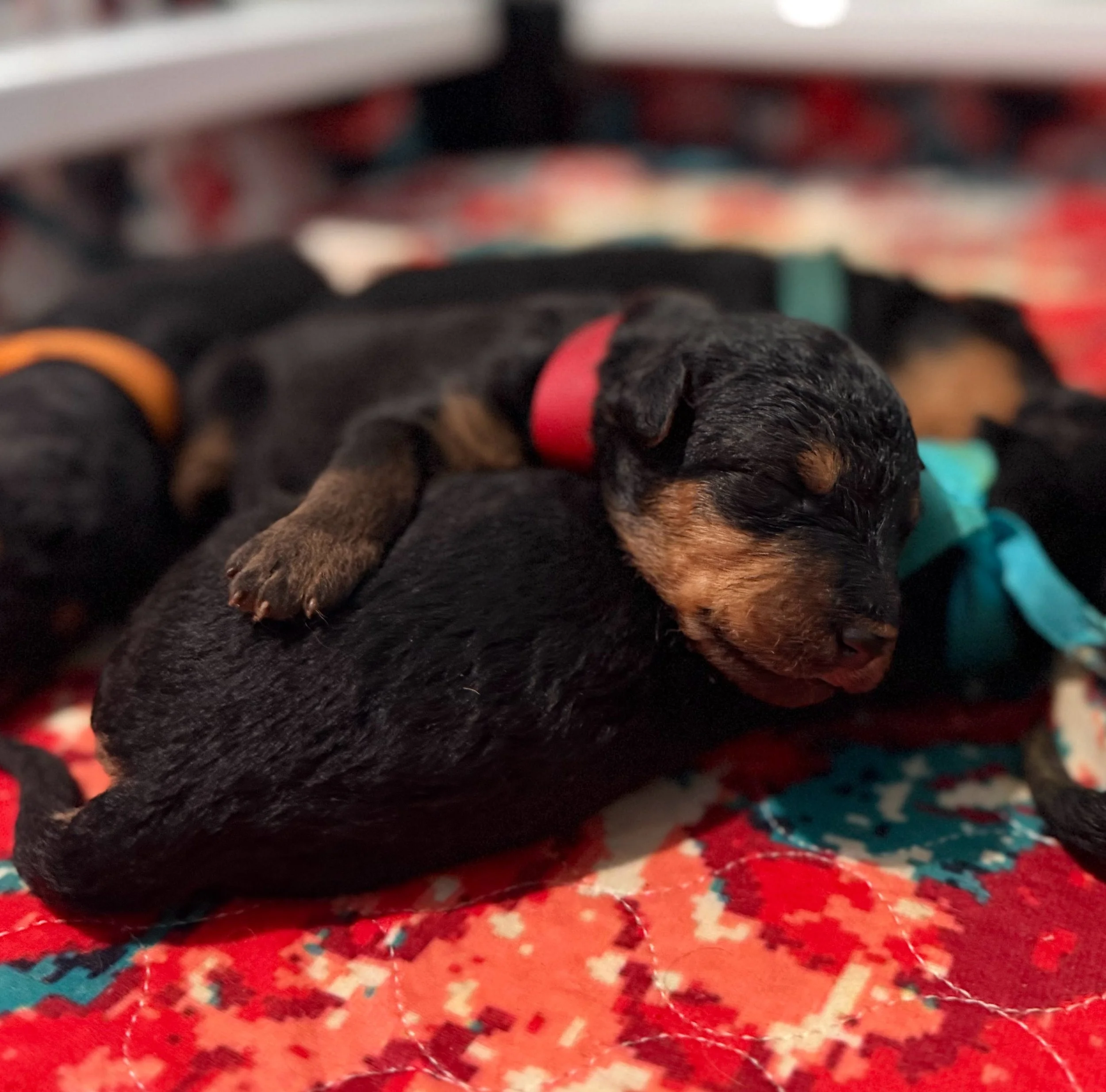 A newborn puppy with black and tan fur, sleeping on a colorful quilt, with a red collar around its neck.