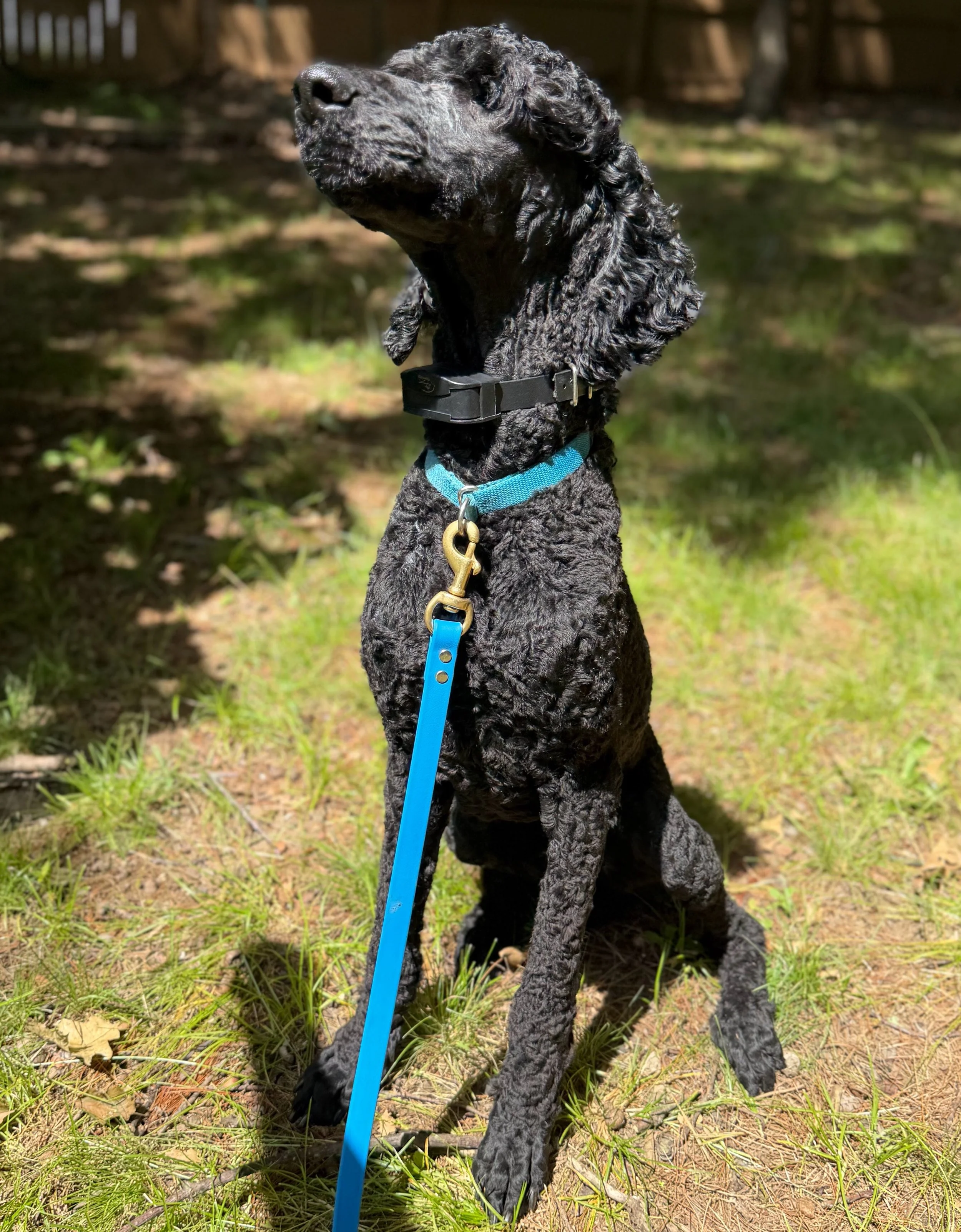 A black Standard Poodle sits facing the camera with his head tilted upward toward the sky.