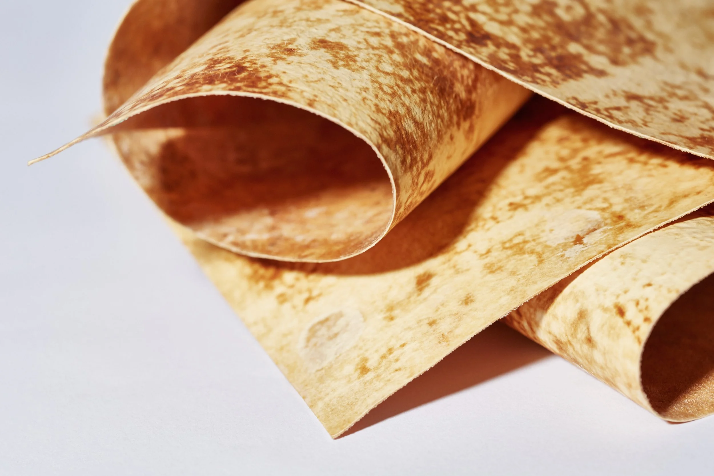 キノコの皮キノリ