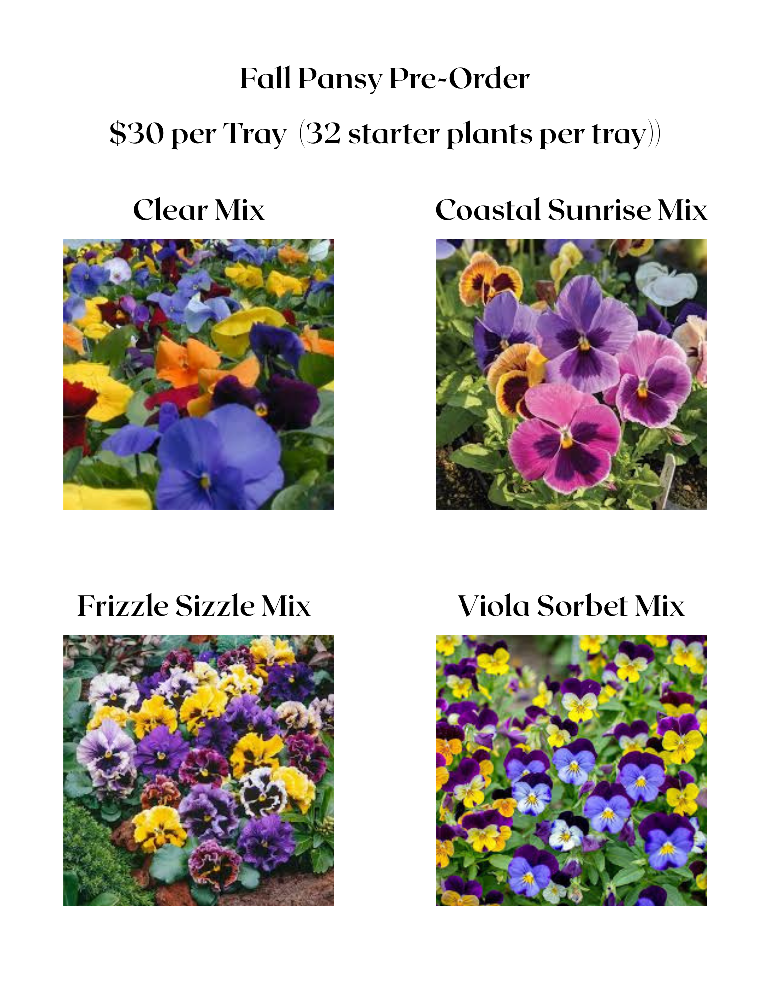Fall Pansy Flats (32s tray) Pre-Order
