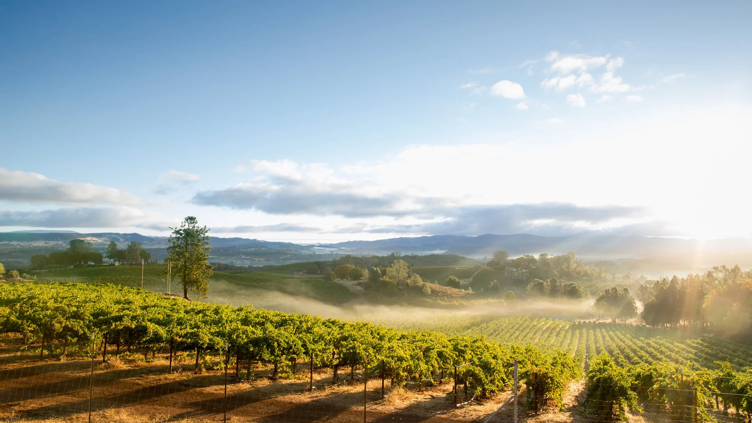 Wine country vineyard with rows of grapevines under a blue sky with scattered clouds and the sun shining on the horizon. Perfect wine tour experience.