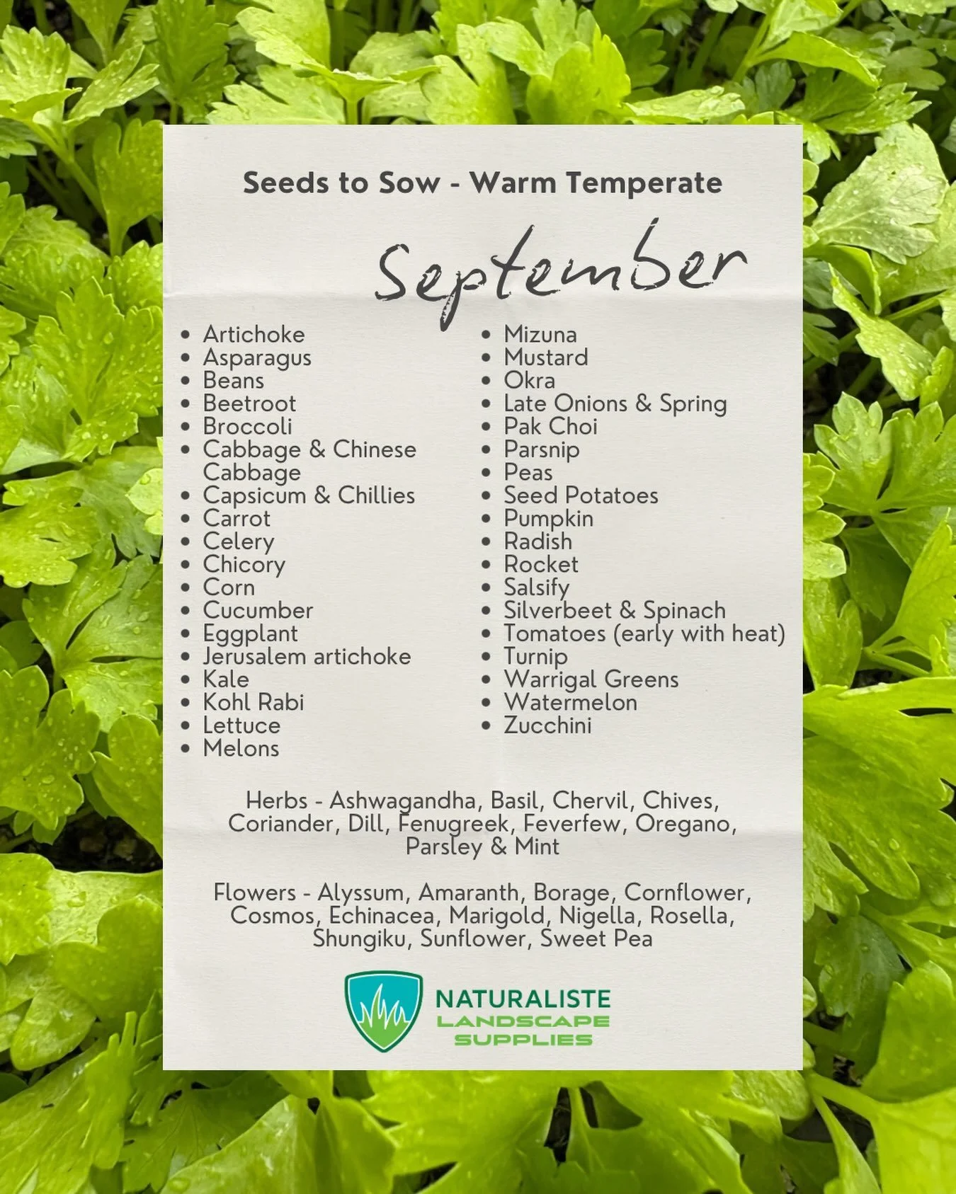 There are lots of great plants to grow from seed in September in our warm temperate climate.  A few suggestions for veggies, herbs and flowers.  We have WA grown Thrive Sustainability seeds in store and if you want to get a head start, a great range 