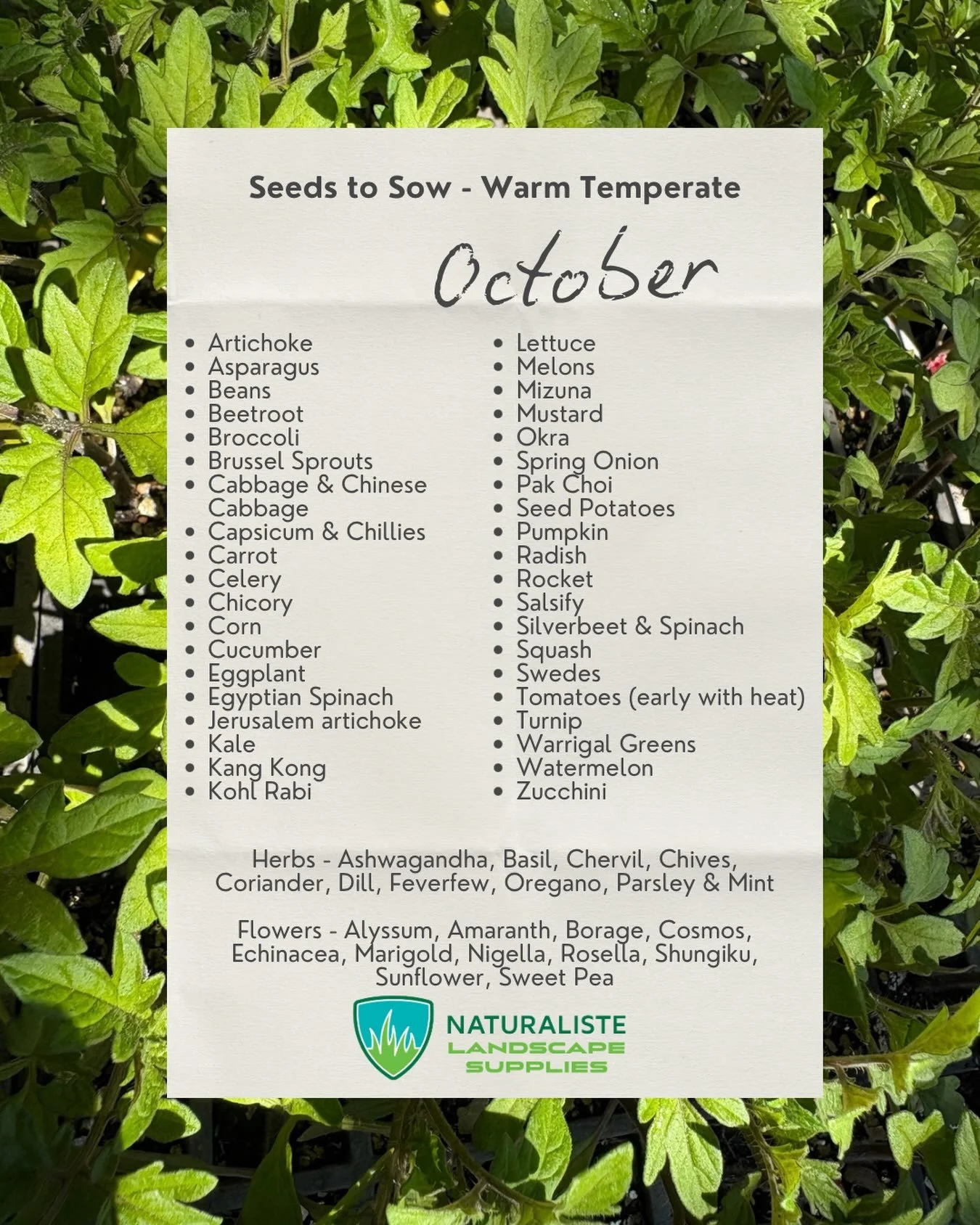 Want o know which seeds and seedlings to grow in your warm temperate garden in October, this list gives you a starting point.  We have a great range of Thrive Sustainability&rsquo;s WA grown seed in store and if you&rsquo;re too impatient for seeds a