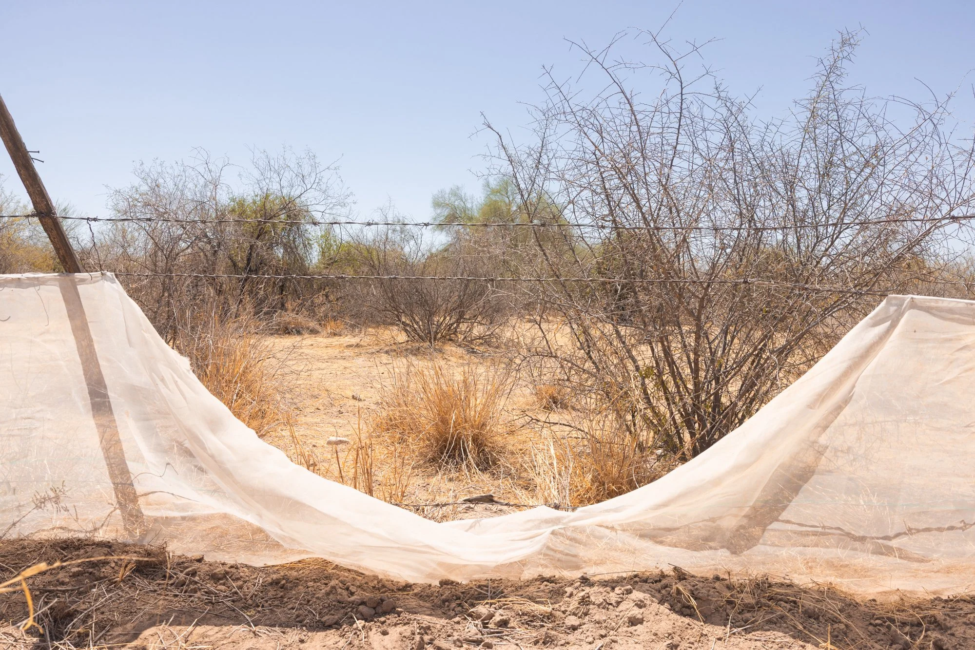 Search terrain.
Sonora desert.