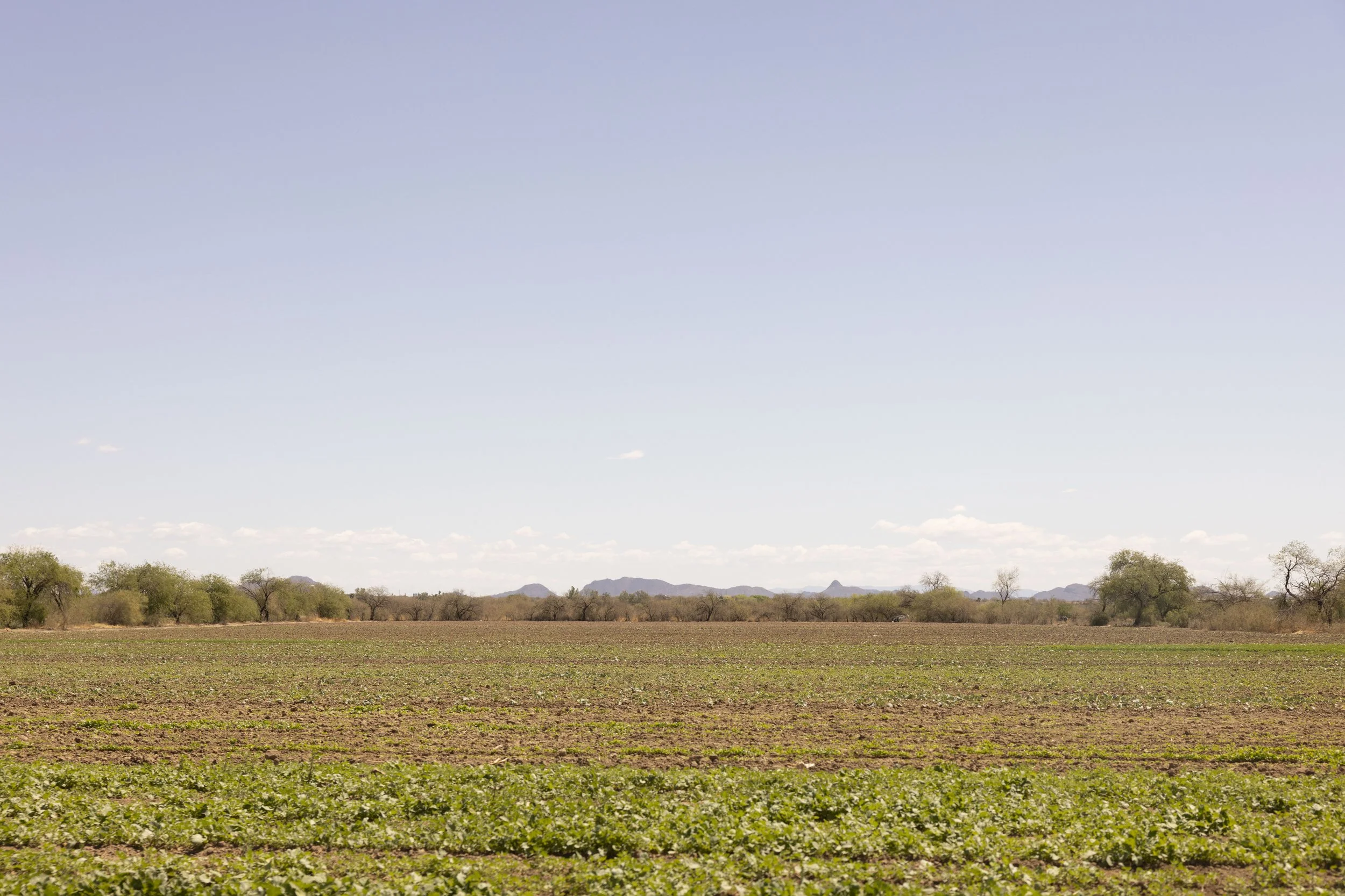 Desert landscape.
Near Hermosillo.