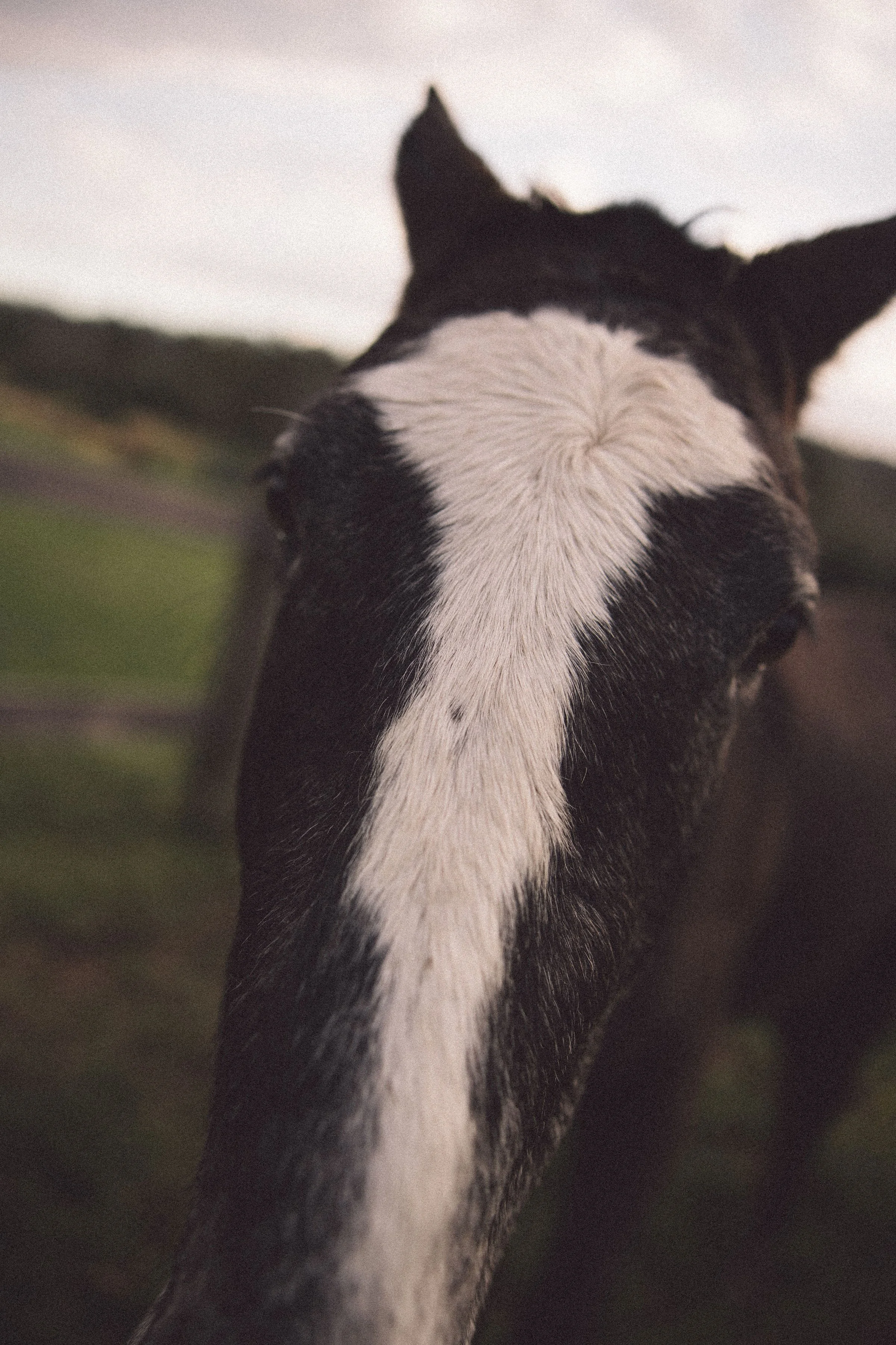 SharnaJames-WallaringaFarm-488.jpg