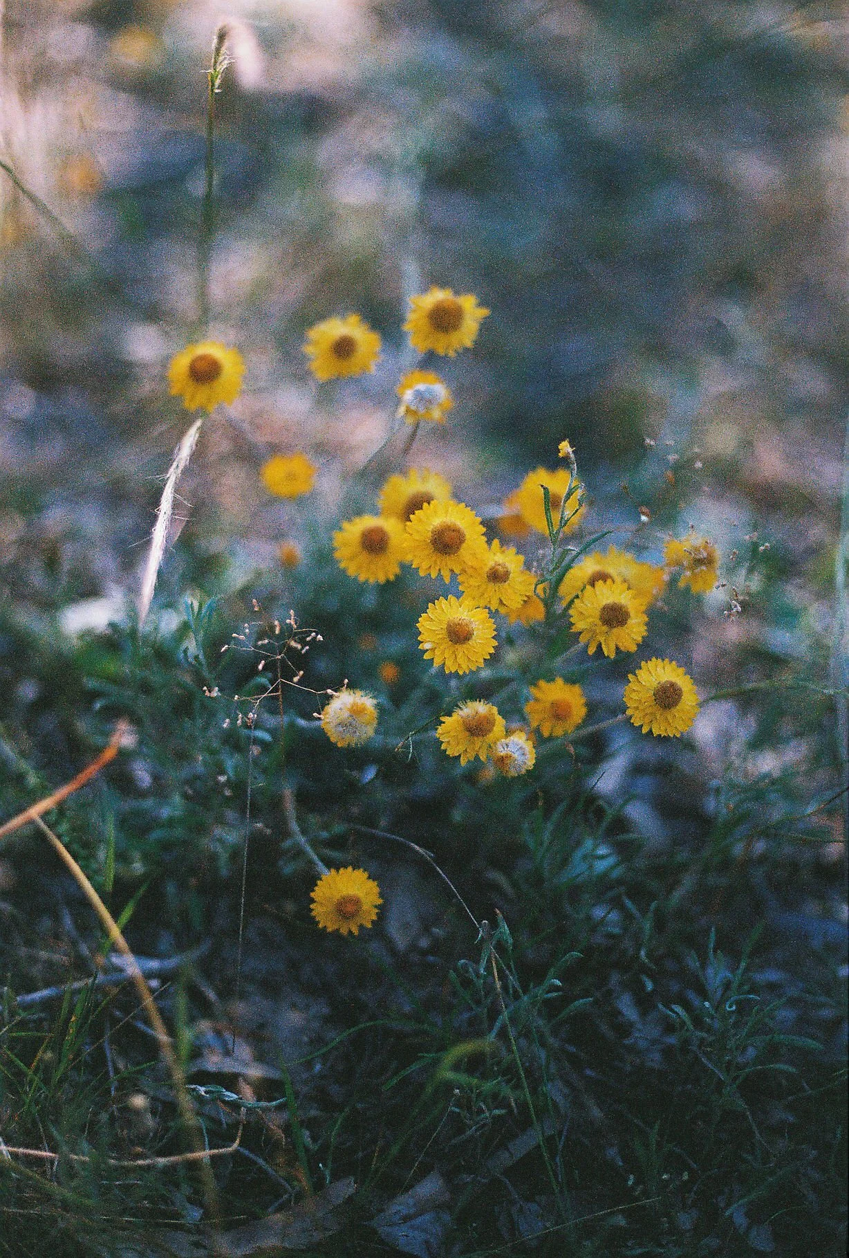 Film-17.jpg
