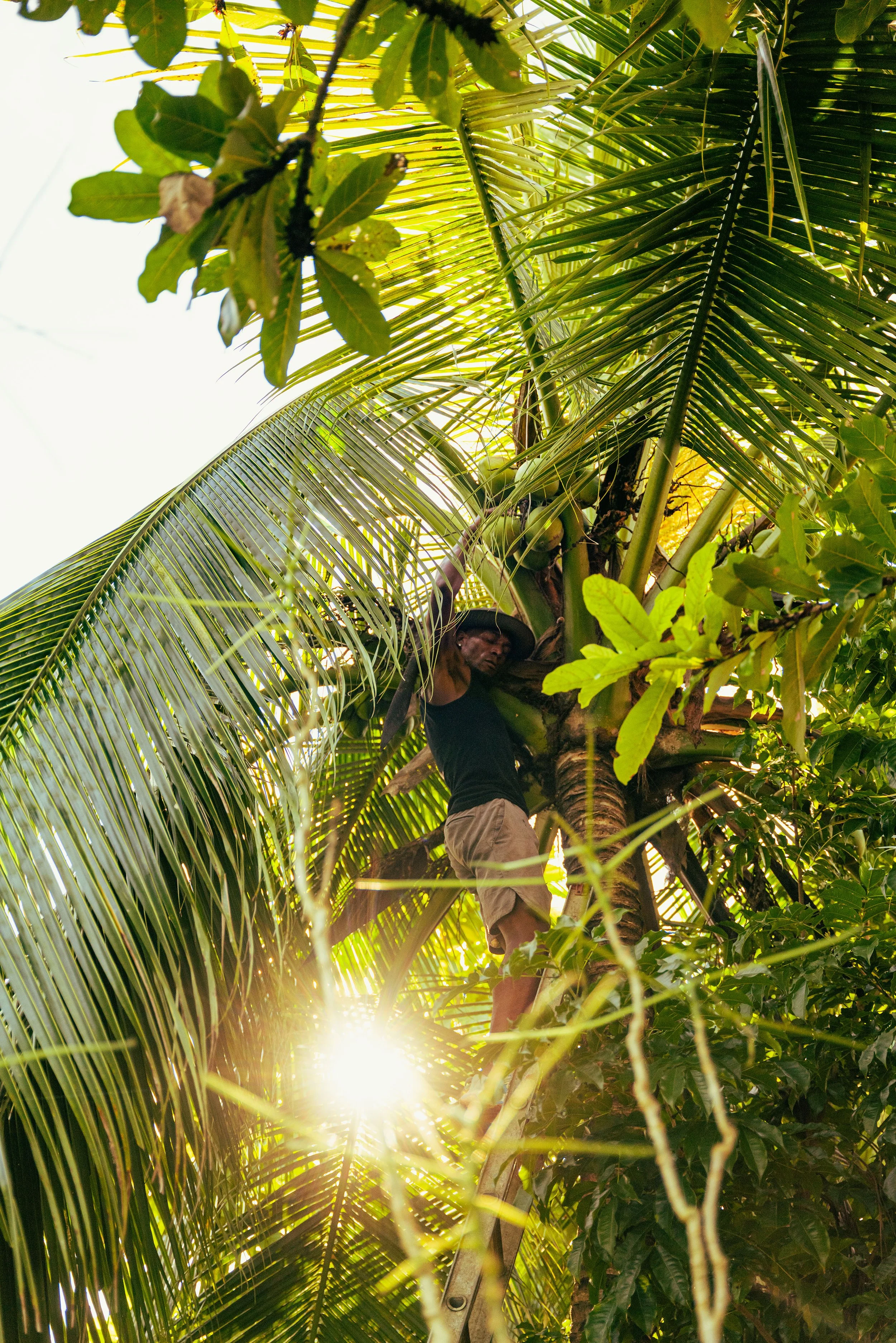 A man wearing a black shirt, khaki shorts, and a hat standing among lush green tropical leaves and branches, with sunlight shining through the foliage.