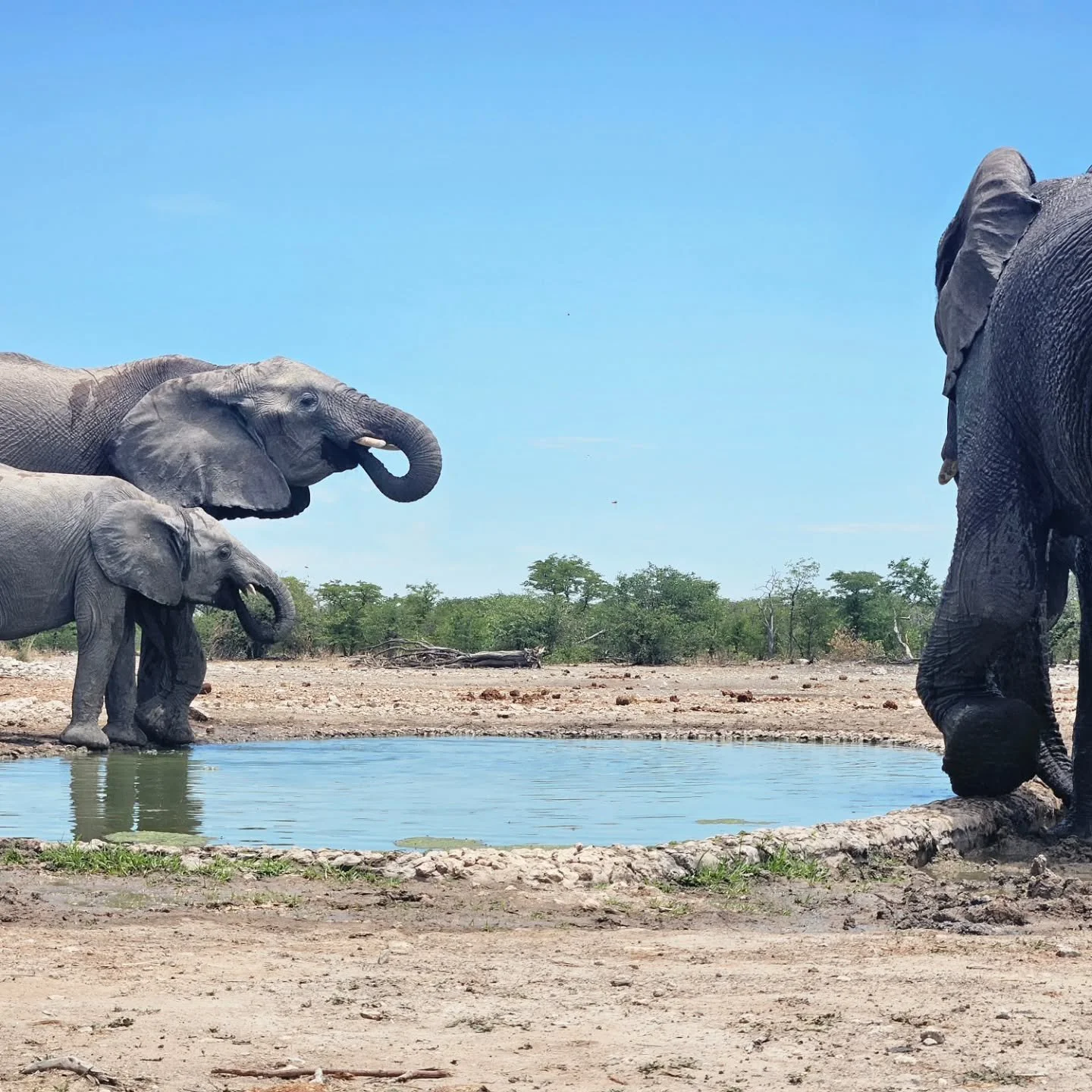 #Wildlife #wildlifeconservation #Namibia #elephant
