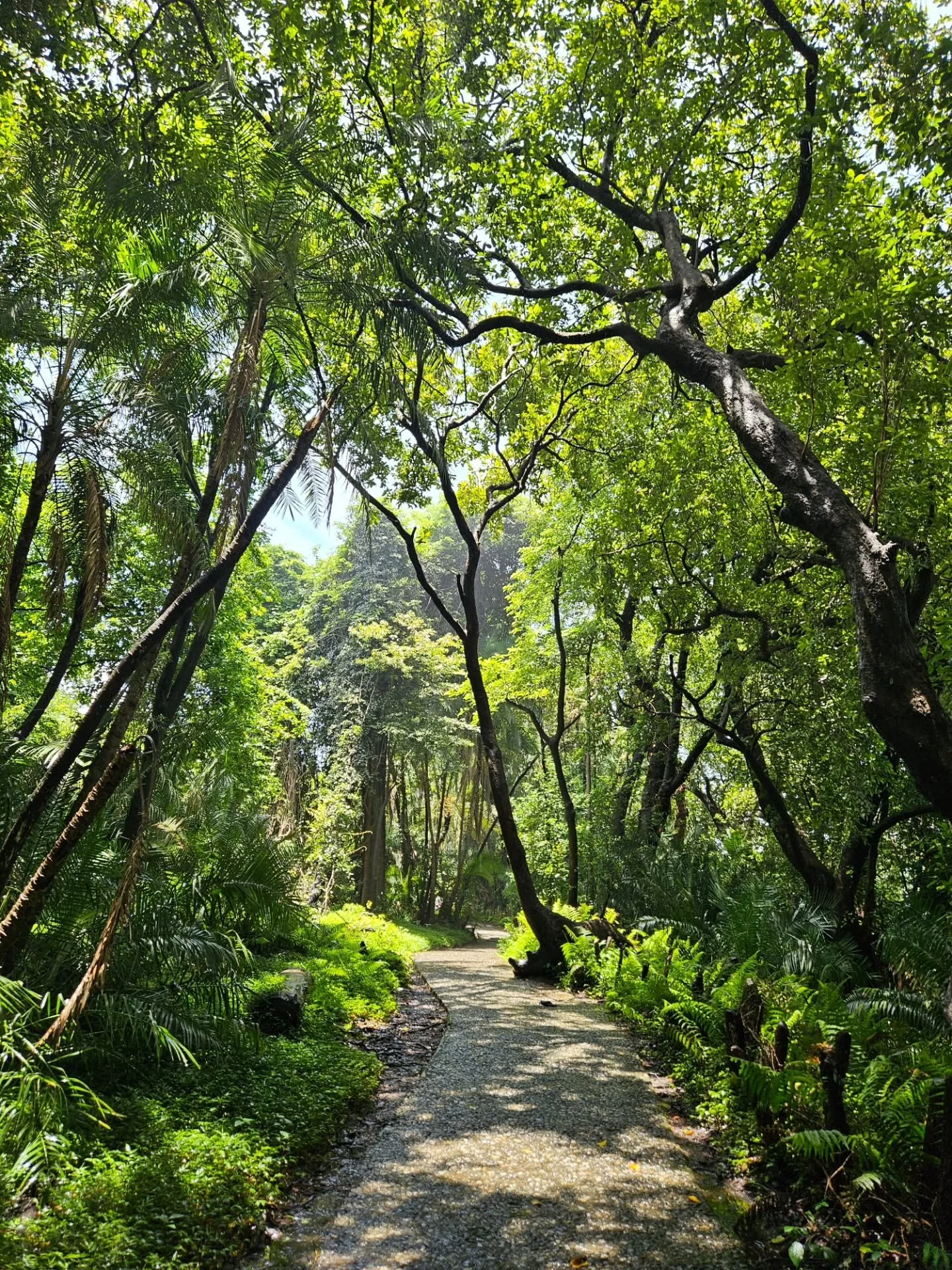 Follow the mangoes 🥭