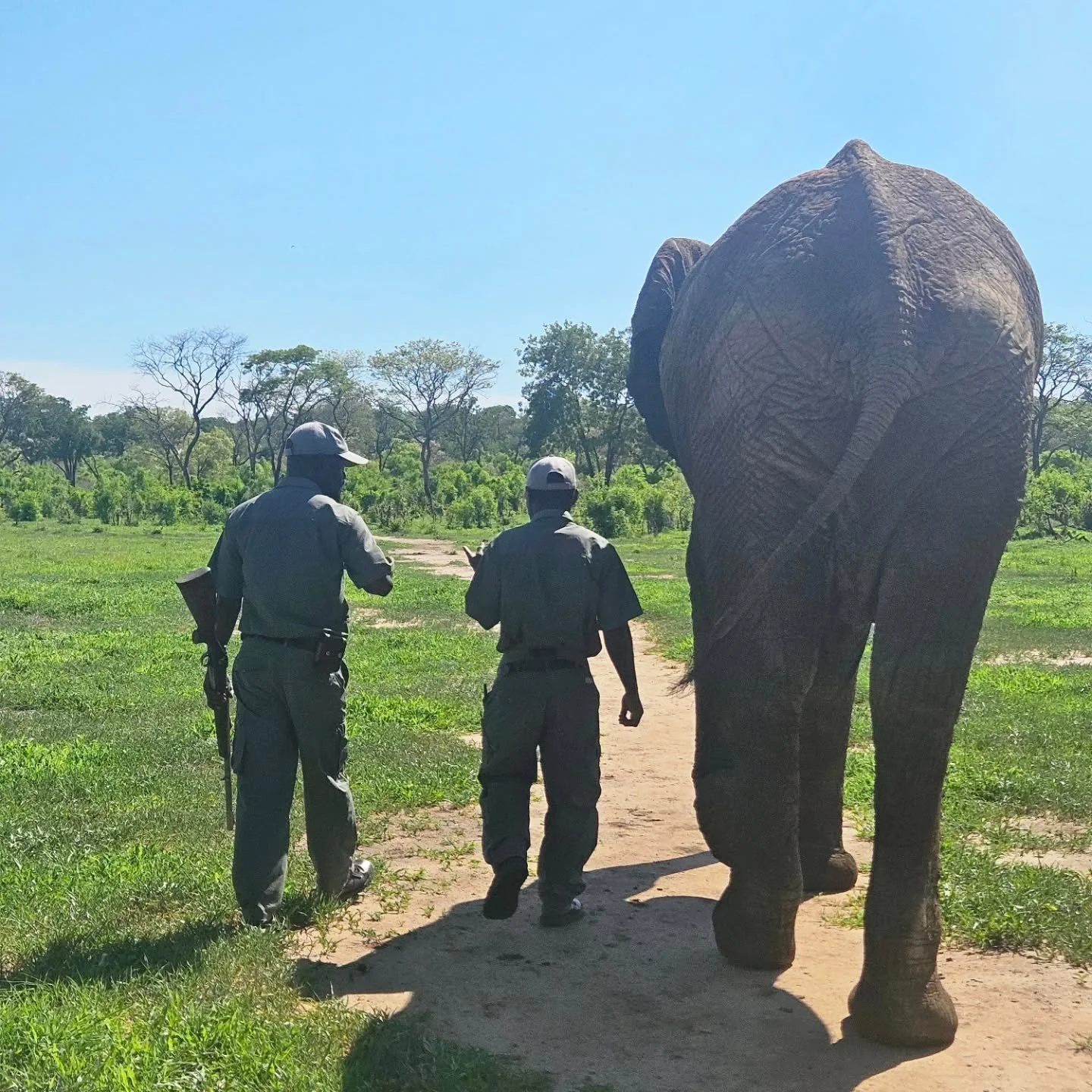 Sanctuaries have been said to be "zones of exception" (Abrell, 2021, 179) that embody more peaceable relations even though they still operate within the logics of confinement and control of animal lives under the duty of care.

What happens