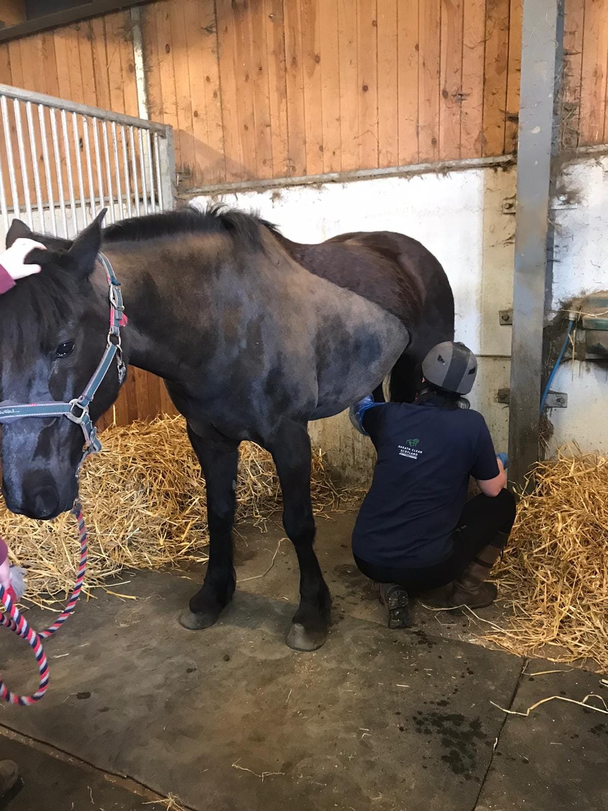 How Often Should You Clean a Horse's Sheath?