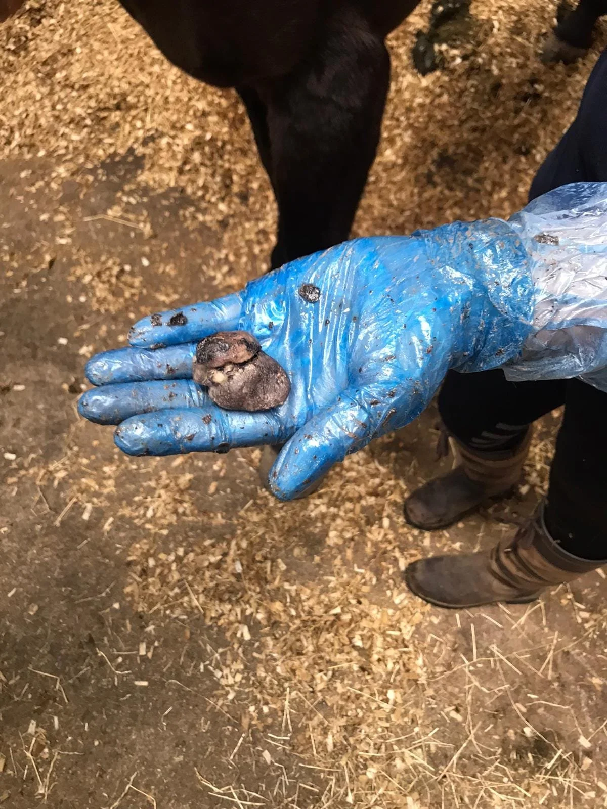 What Is a "Bean" in a Horse?