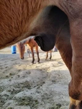 7 Signs Your Gelding or Stallion Needs a Sheath Clean