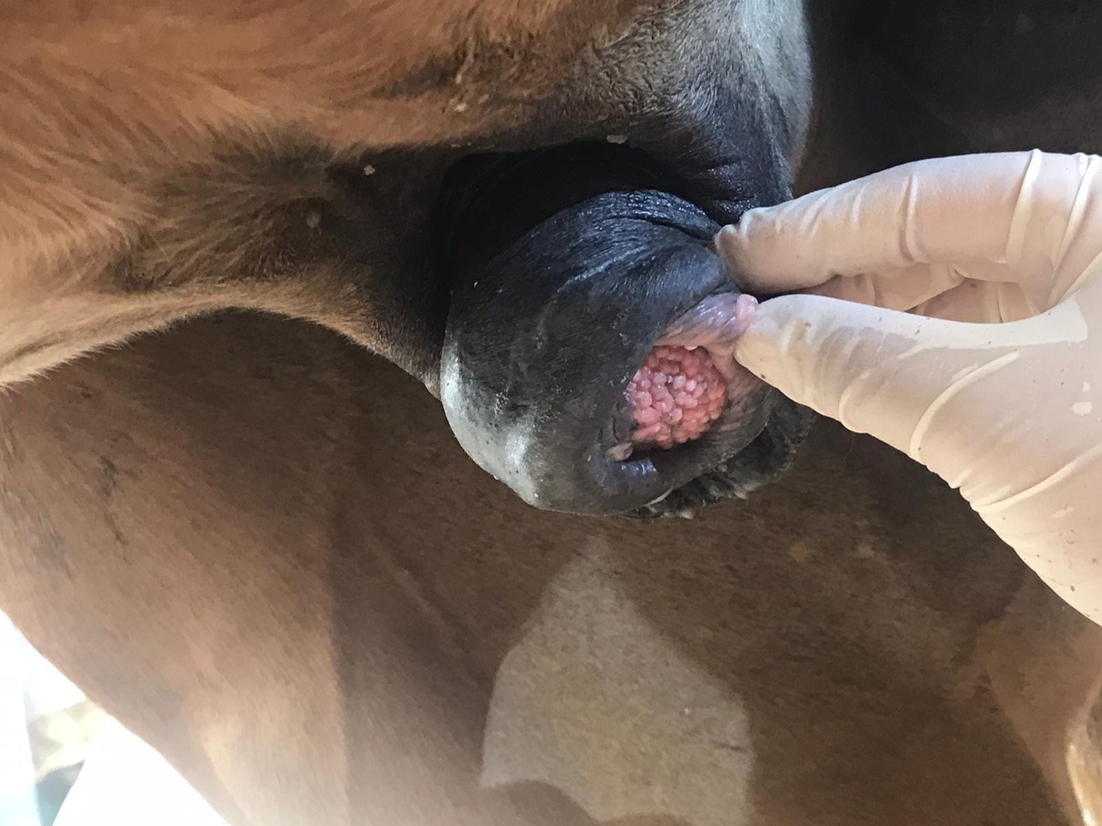 Squamous Cell Carcinoma & Equine Papilloma Virus  . Harris Equine Intimate Health. Sheath Cleaning. Penile Cancer