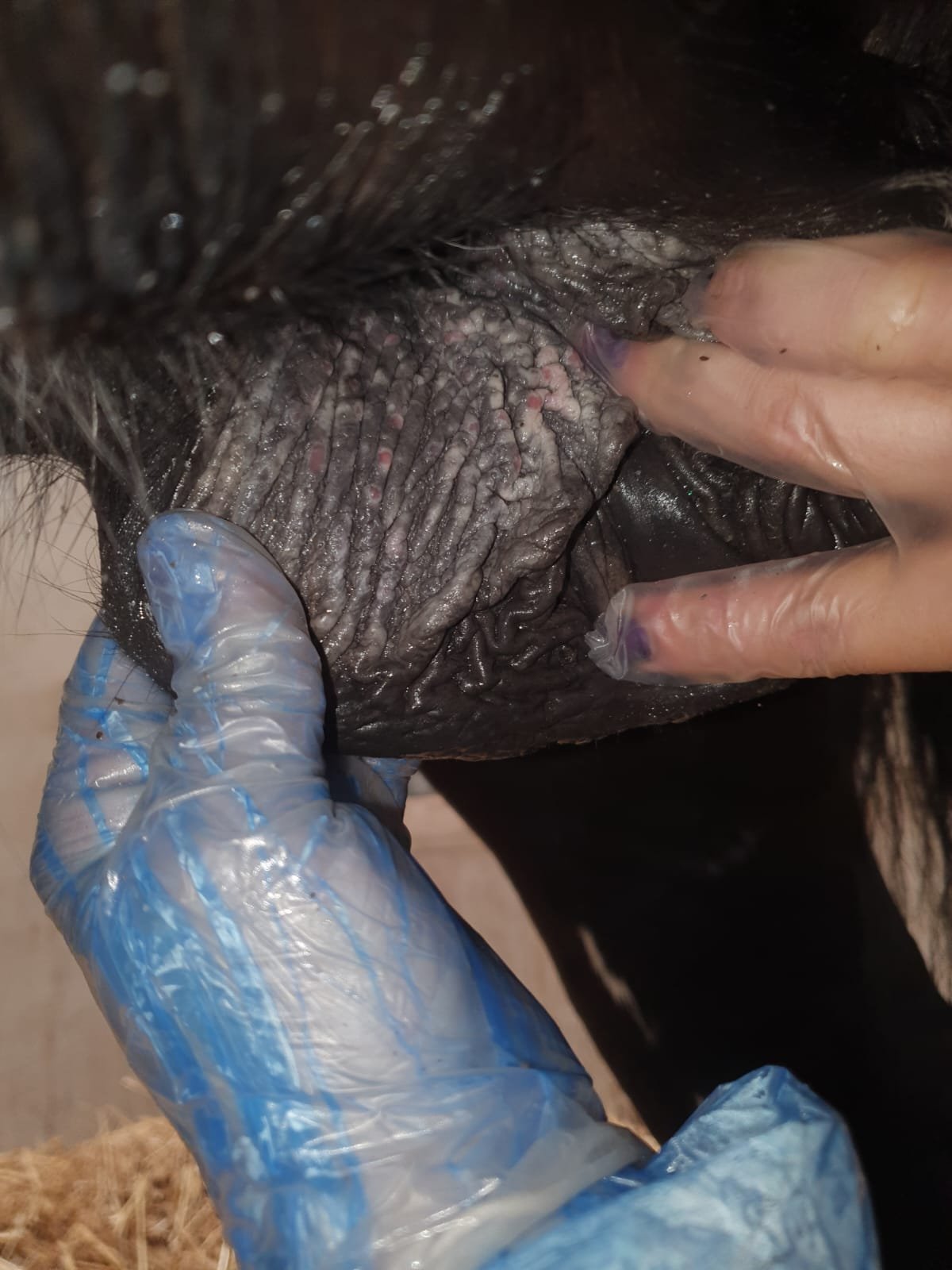 equine papilloma virus, sheath cleaning scotland
