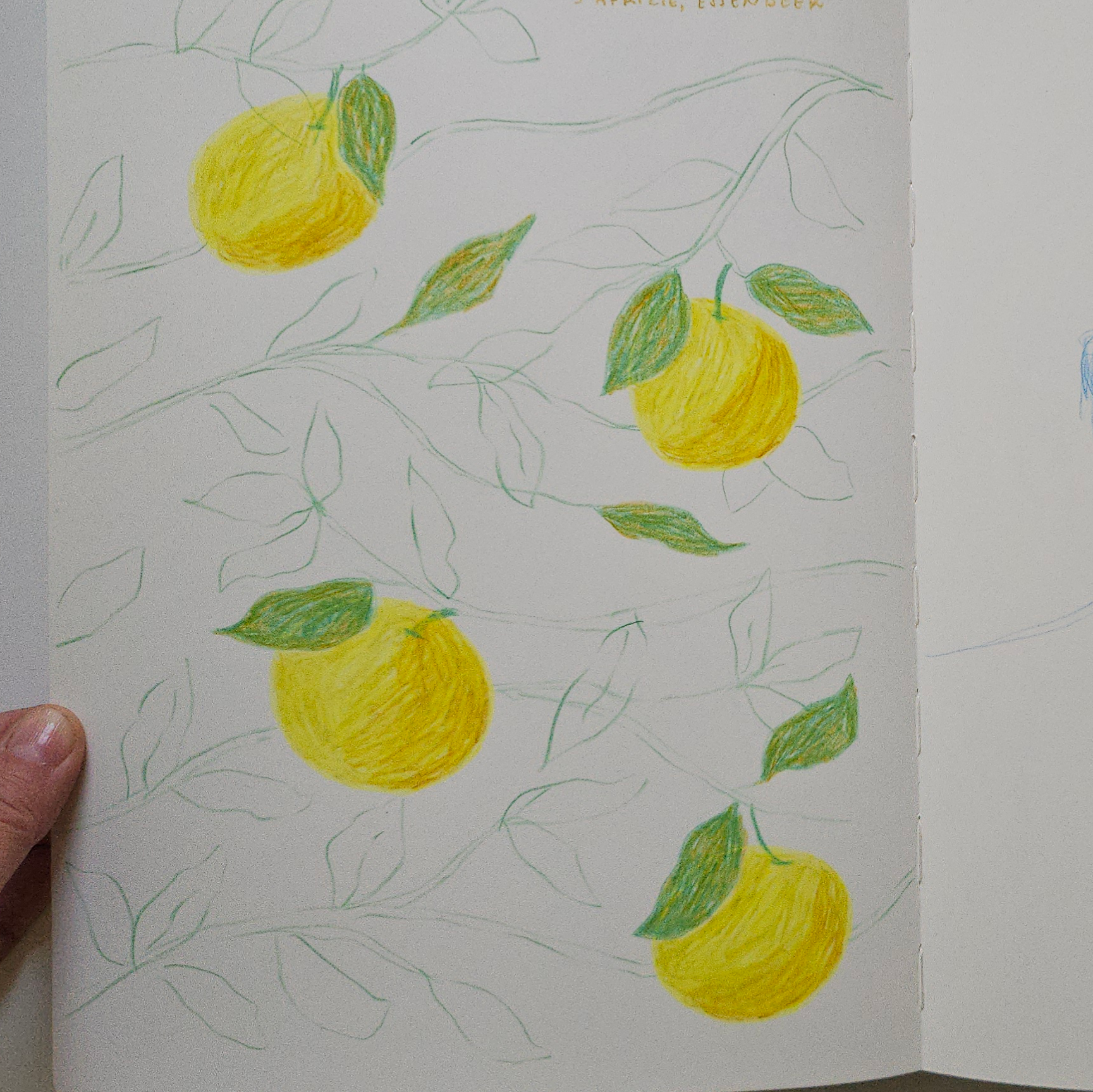 apples sketch.png