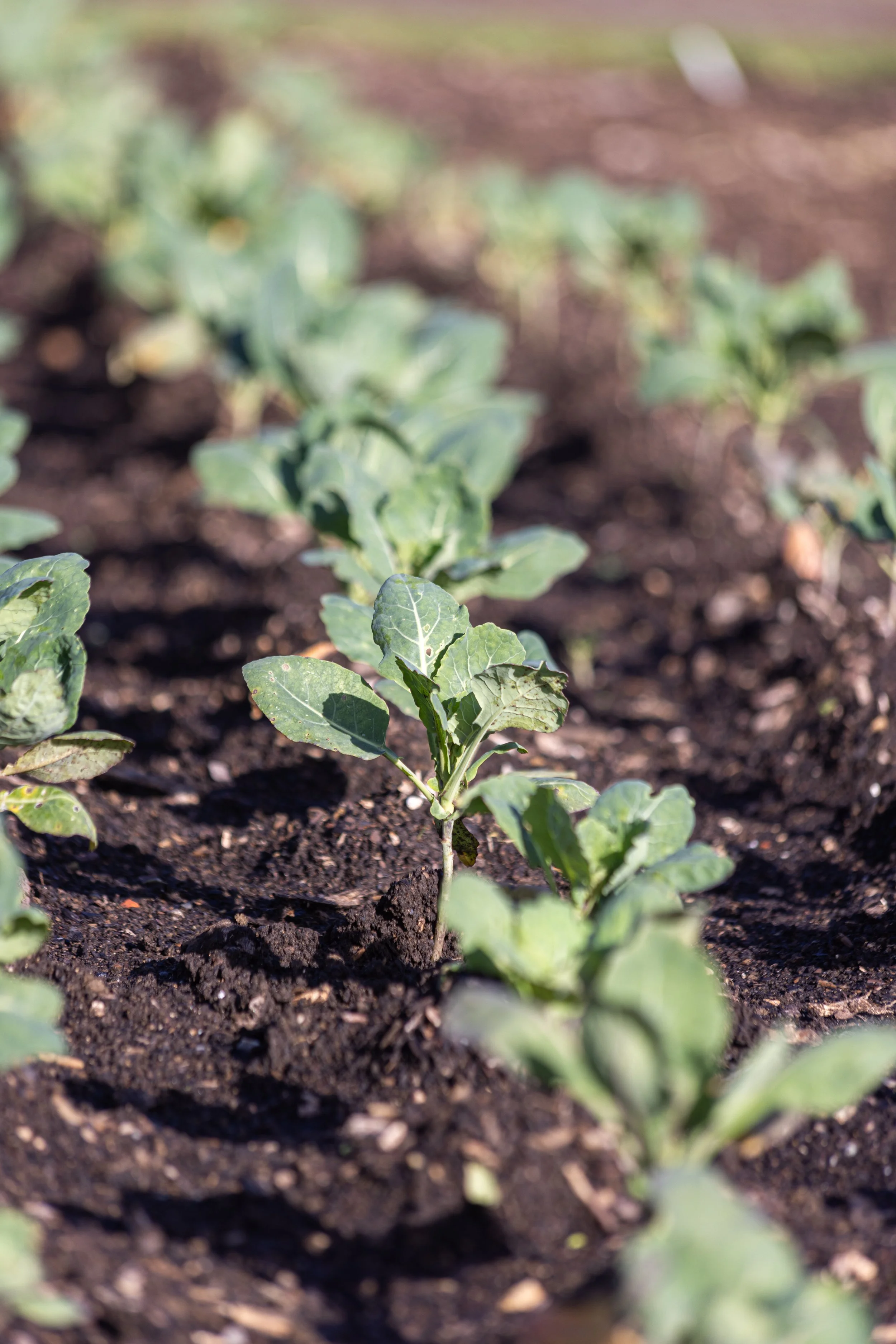 Combe Grove Hotel, Bath