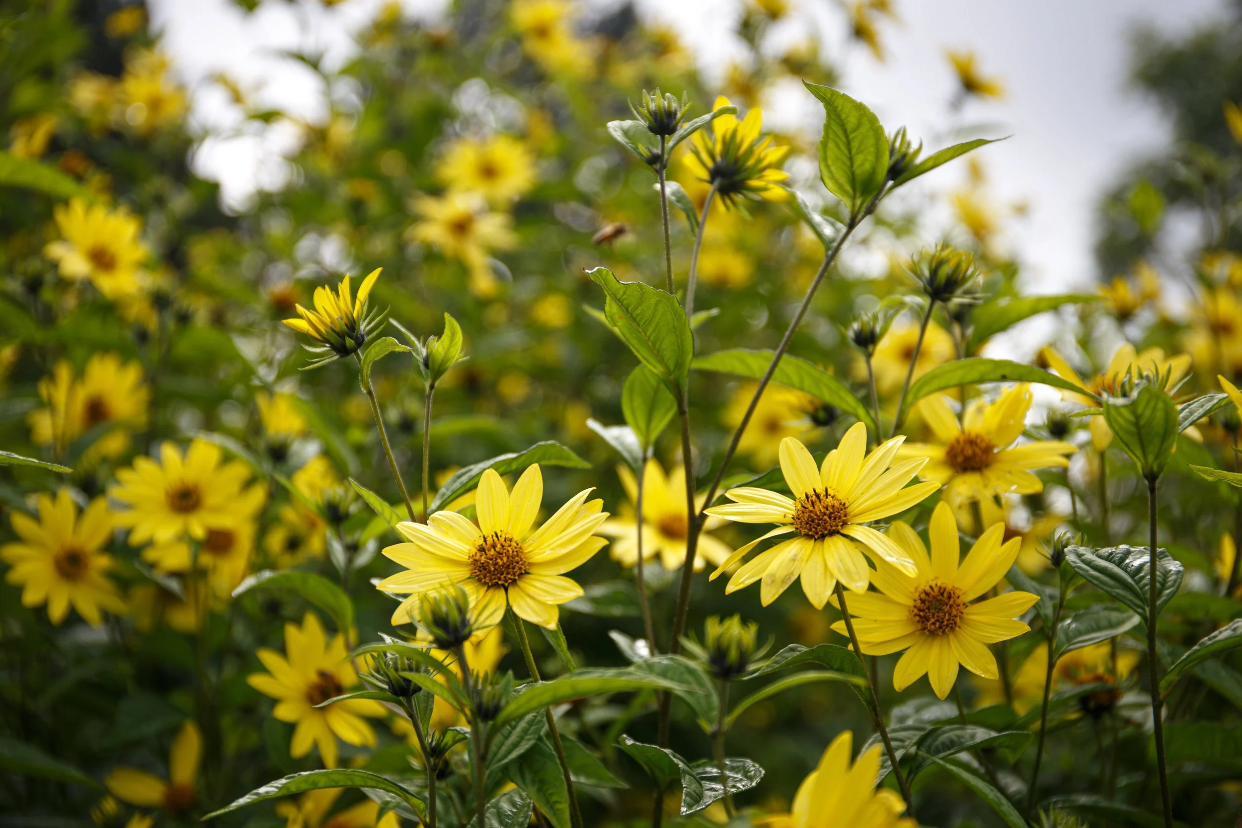 Arlington Court - Devon - Sept 2021 - Casper Farrell-1-8.JPG