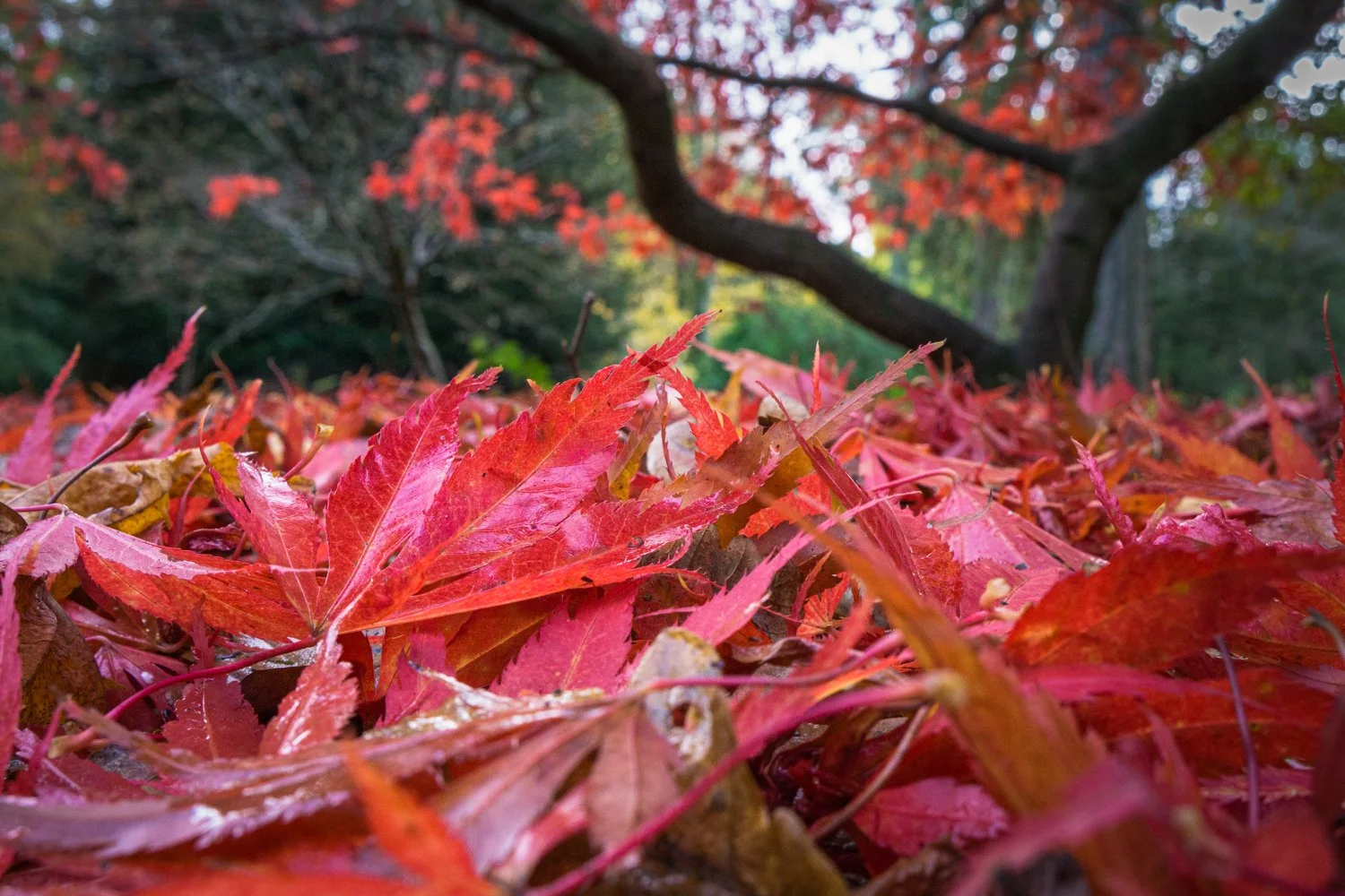Westonbirt Arboretum