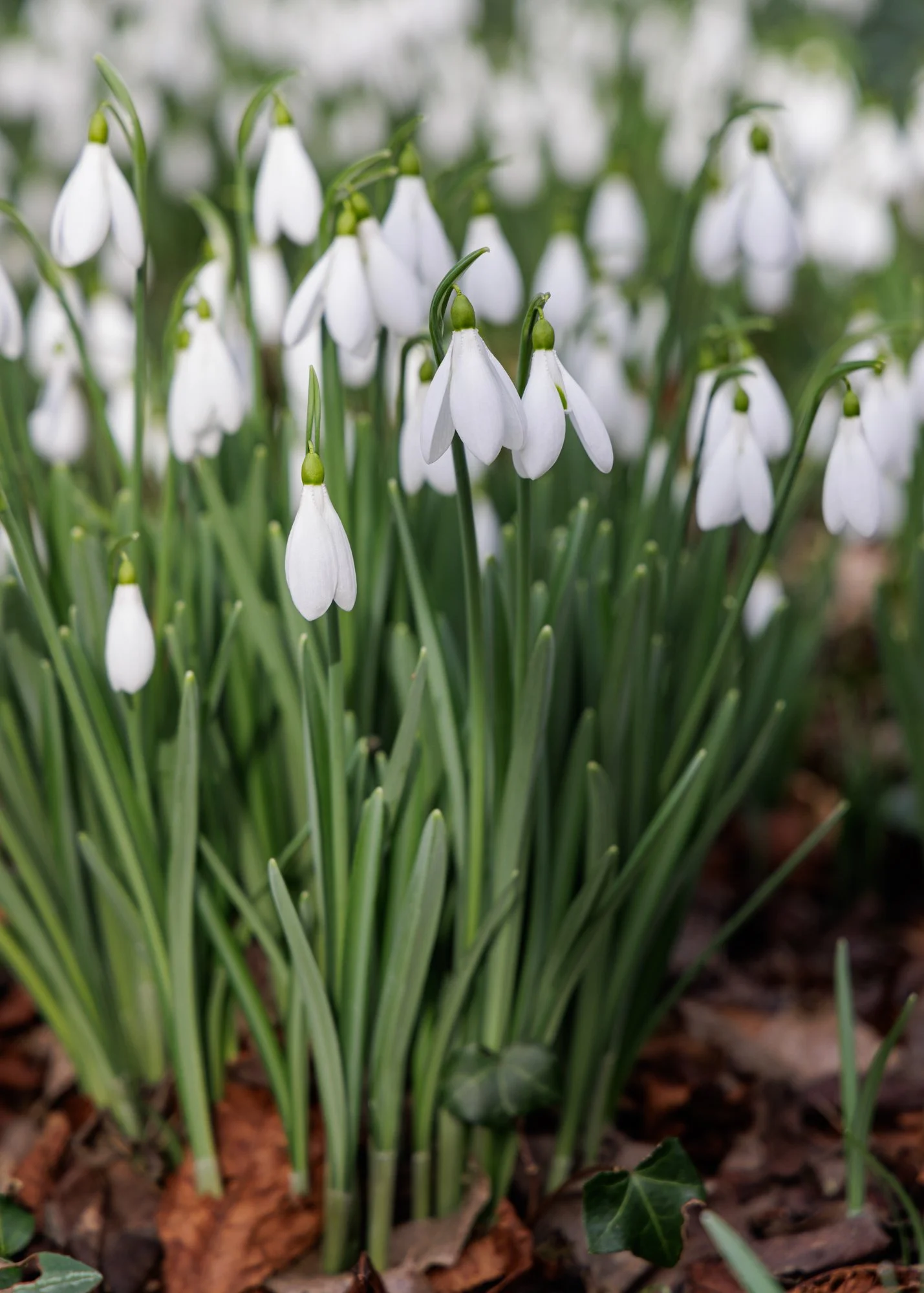 Colesbourne Park Snowdrops