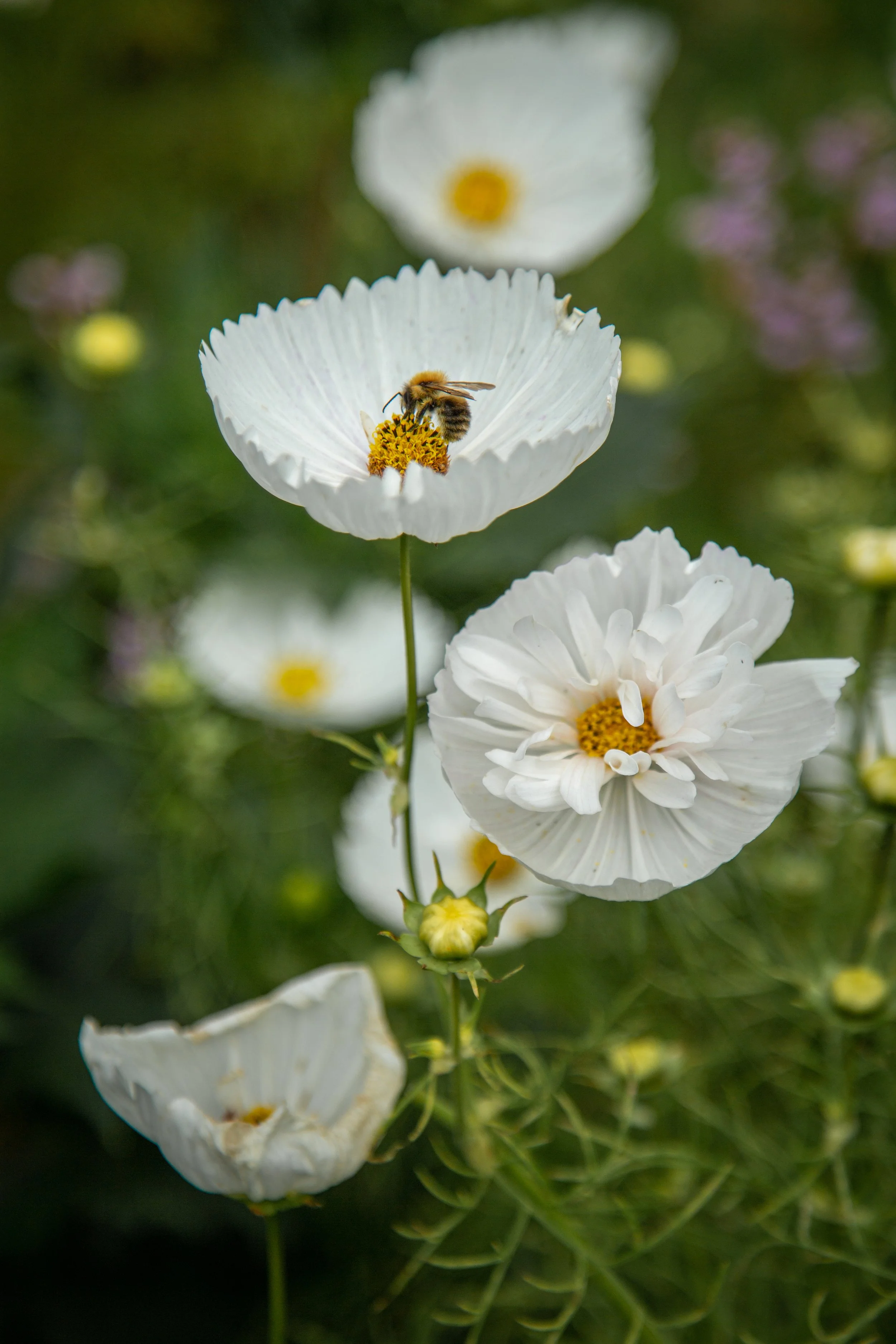 Badminton House & Gardens