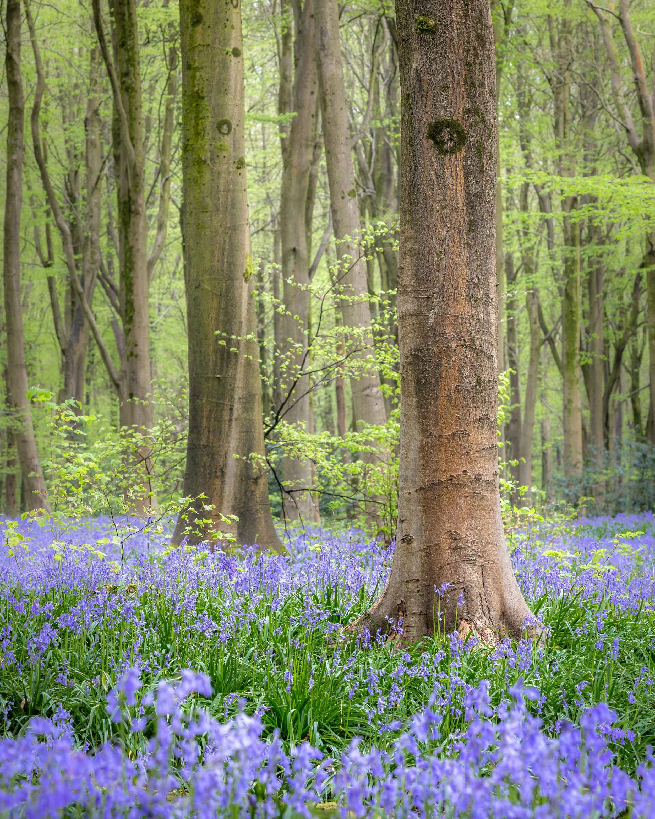 Wiltshire Bluebell Woodland