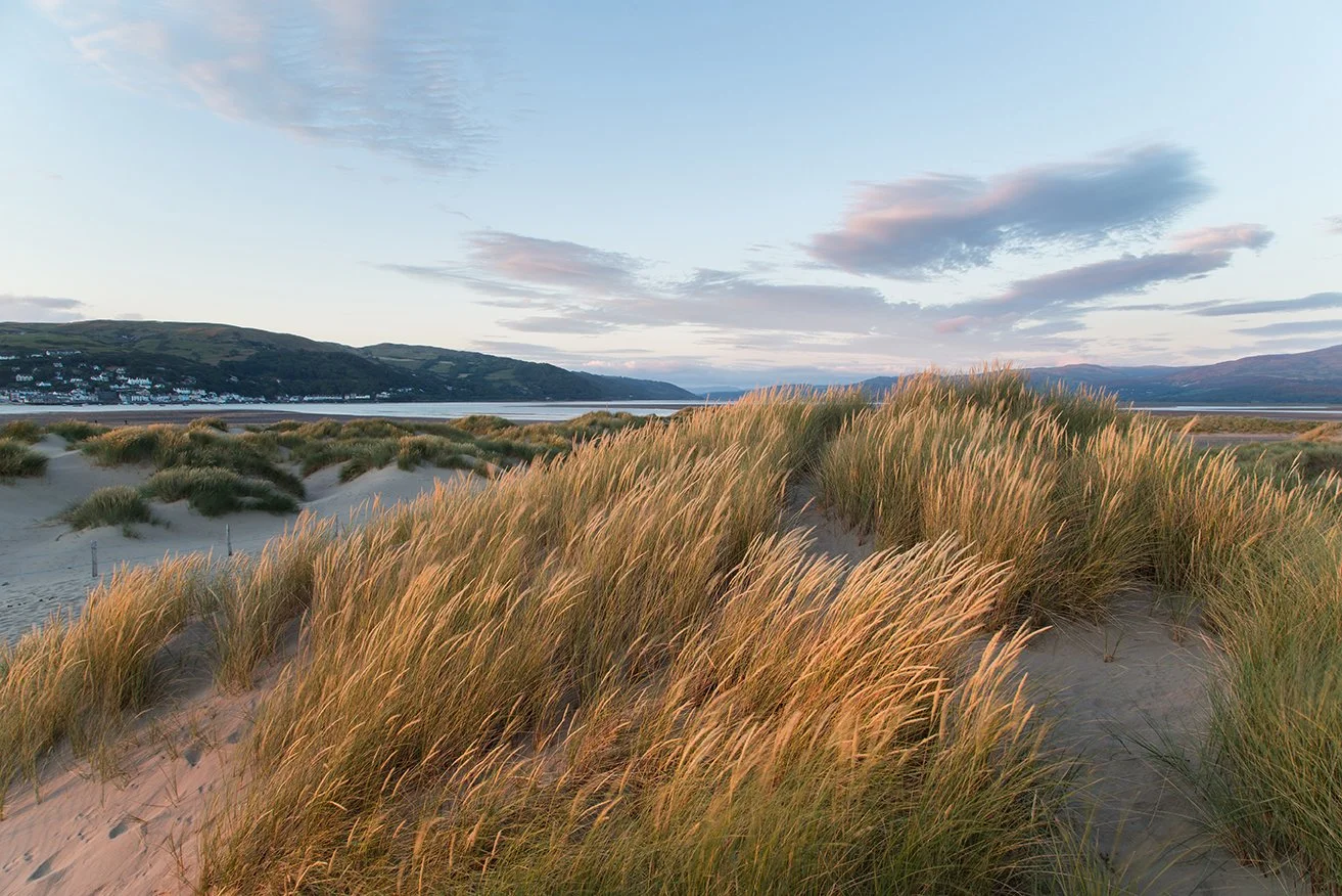 Coastal sand dunes with tall grasses under a clear sky at sunset, with hills and a town in the background.