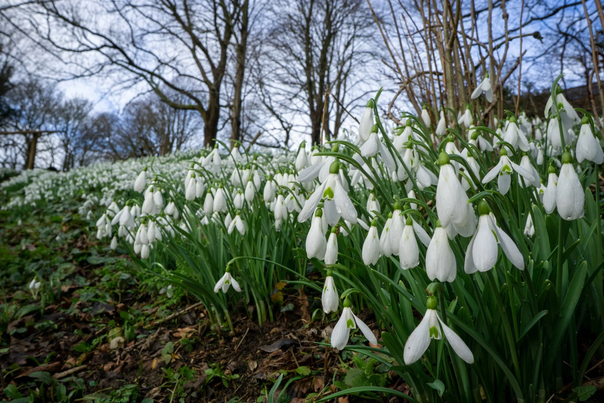 Painswick Rococo - Gloucestershire - Feb 2021 - Casper Farrell-1-12.jpg