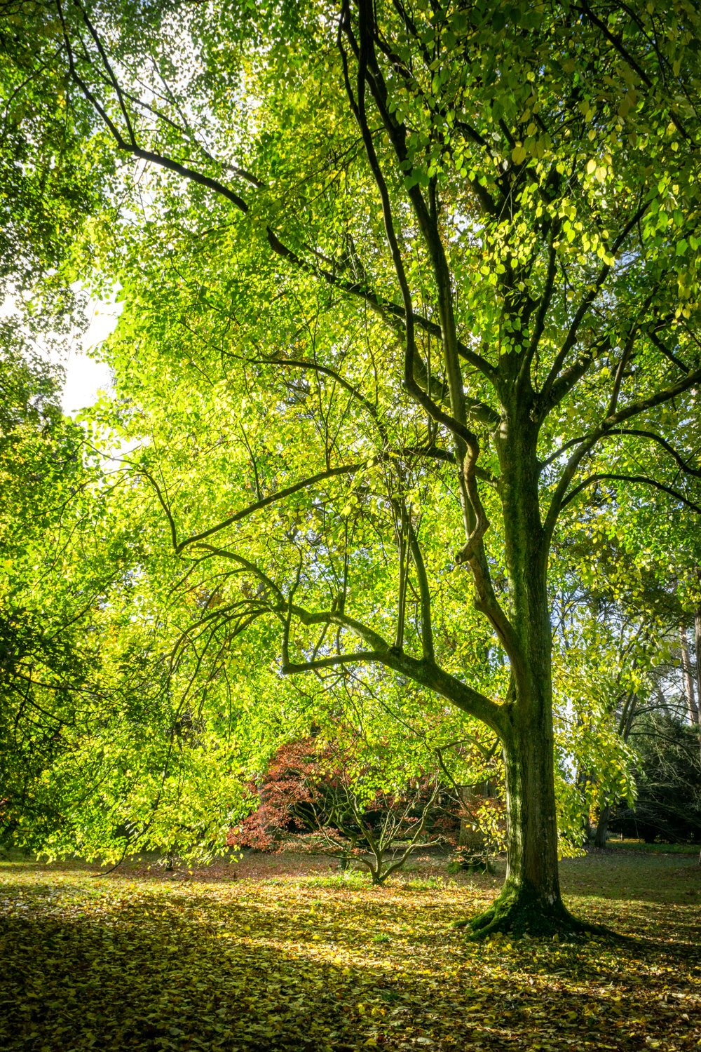 Westonbirt Arboretum