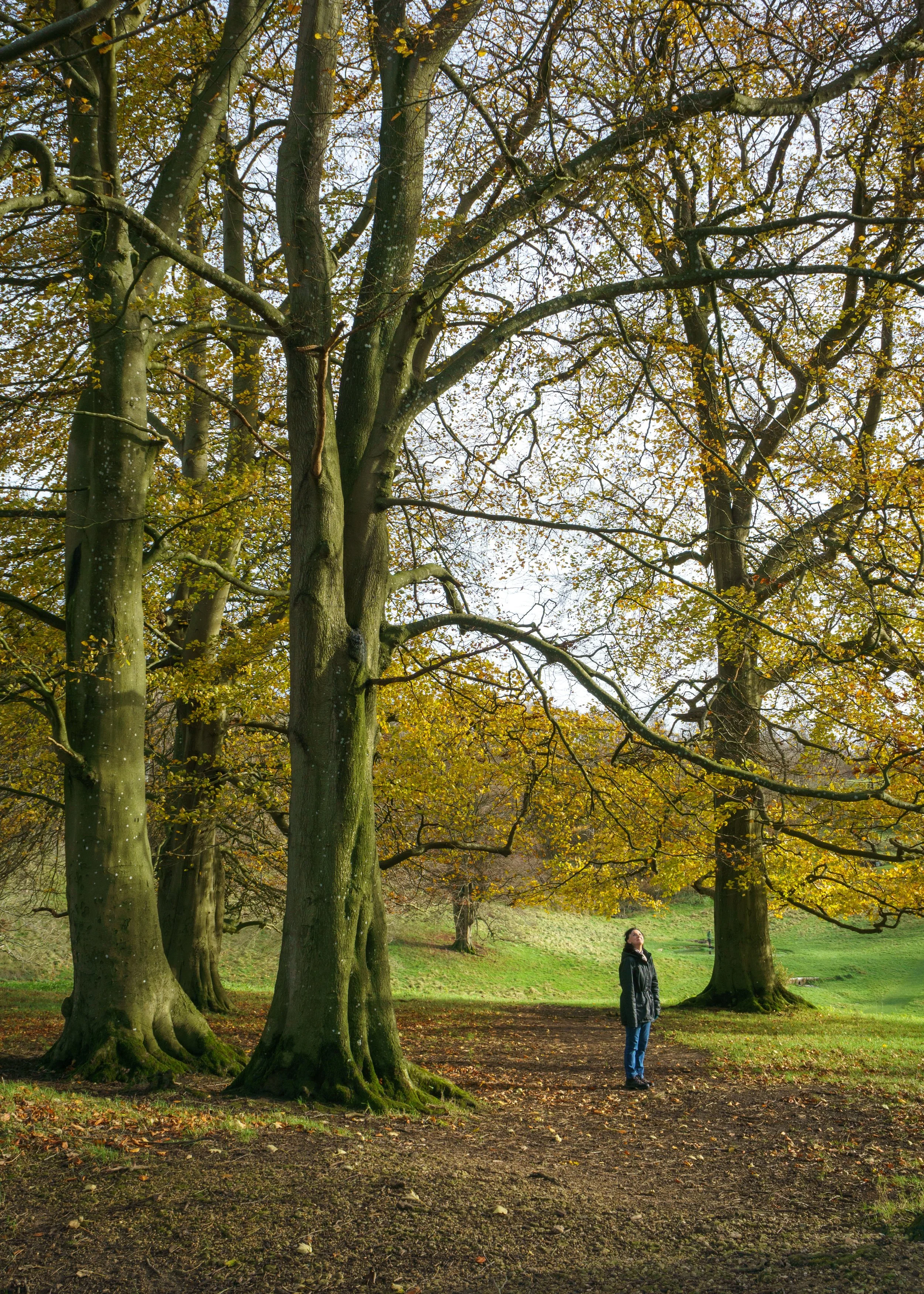 Dyrham Park - The National Trust