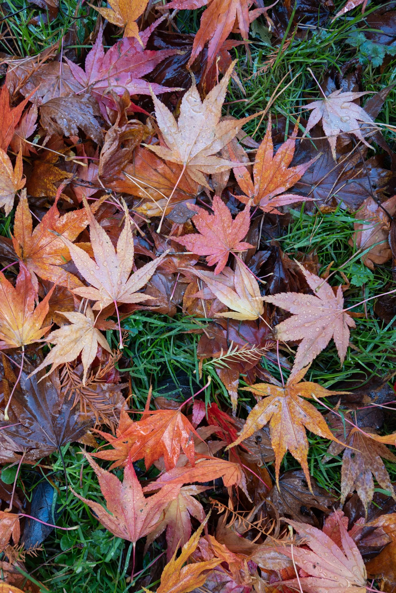 Westonbirt Arboretum