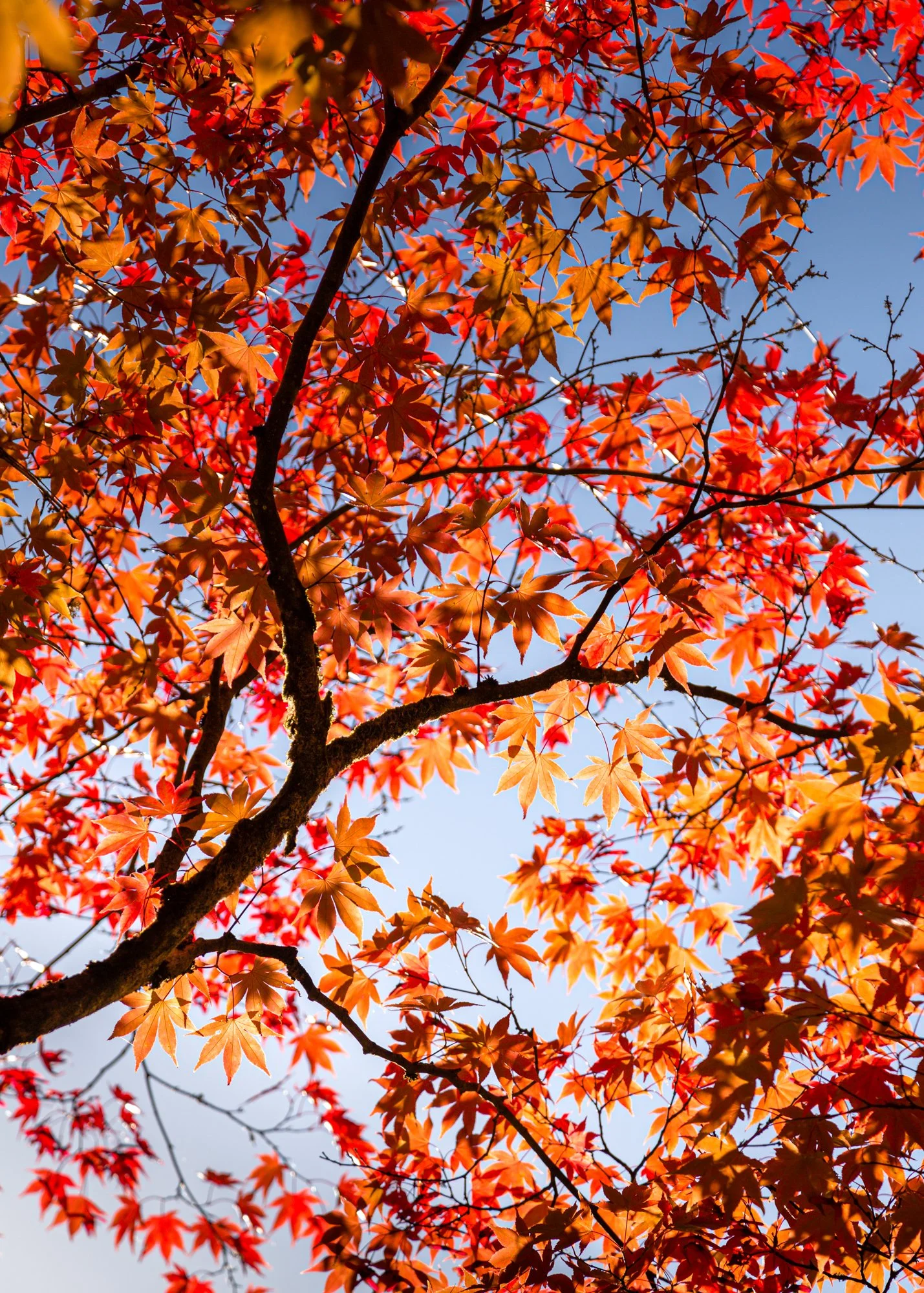 Westonbirt Arboretum