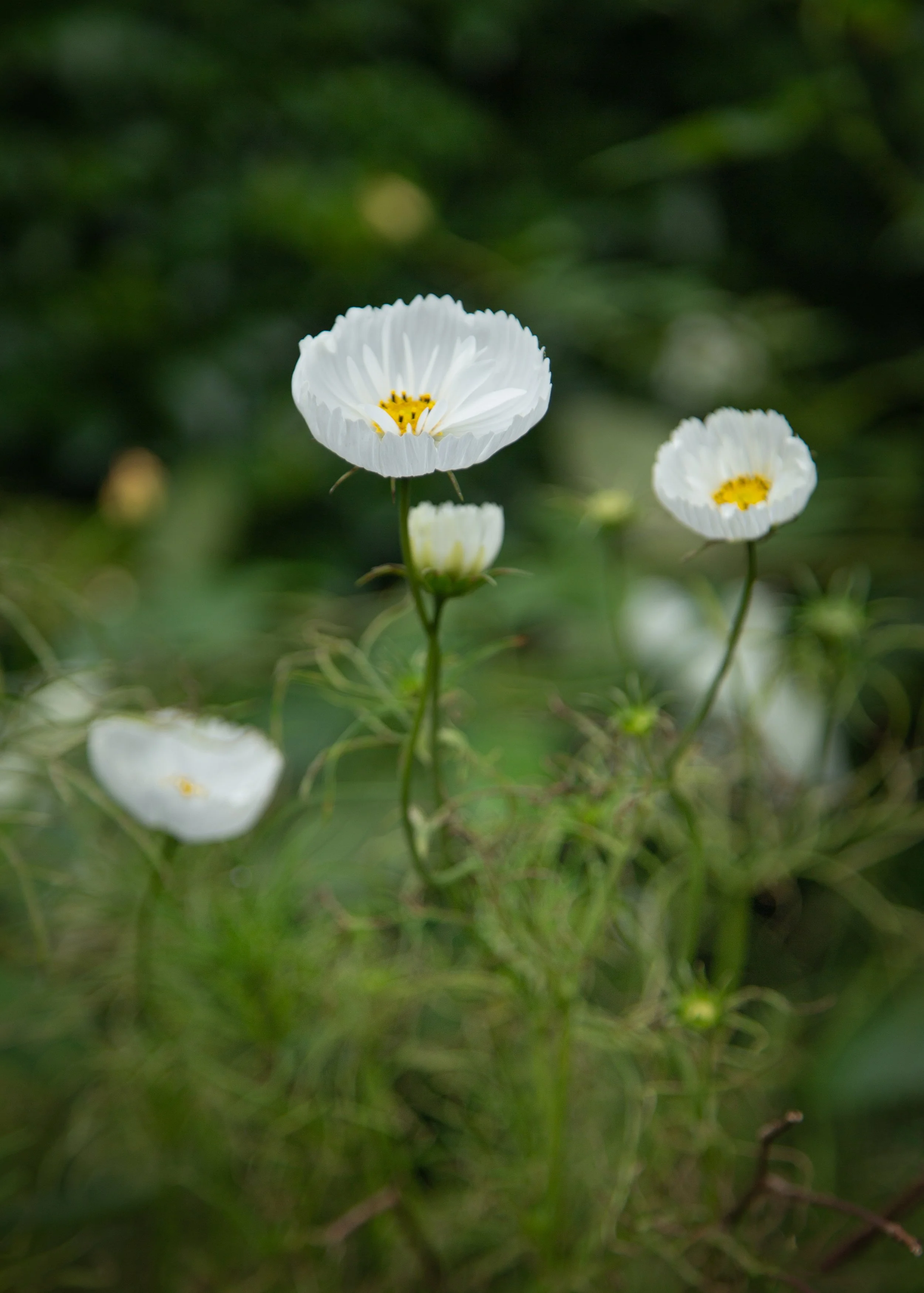 Badminton House & Gardens