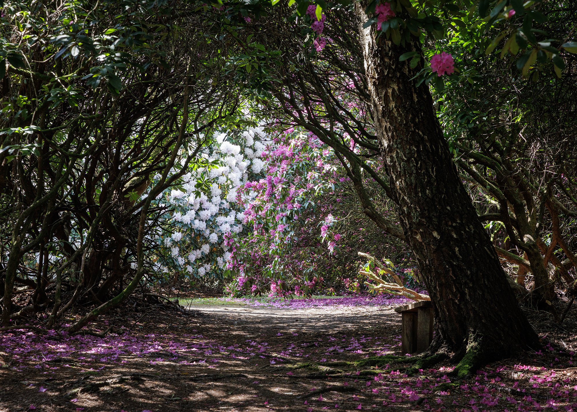 Bowood Woodland Garden, Wiltshire
