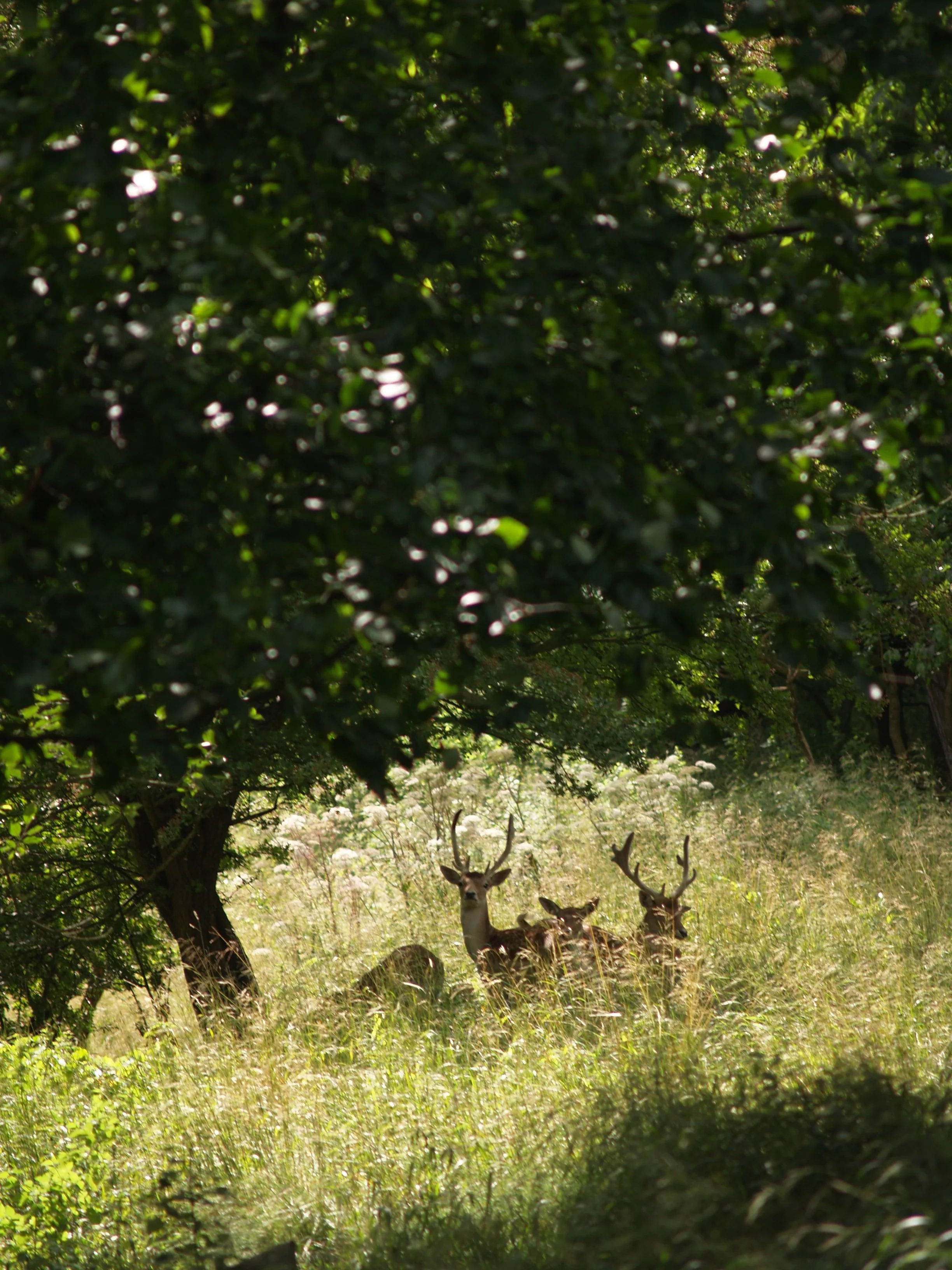 Dyrham Park - The National Trust