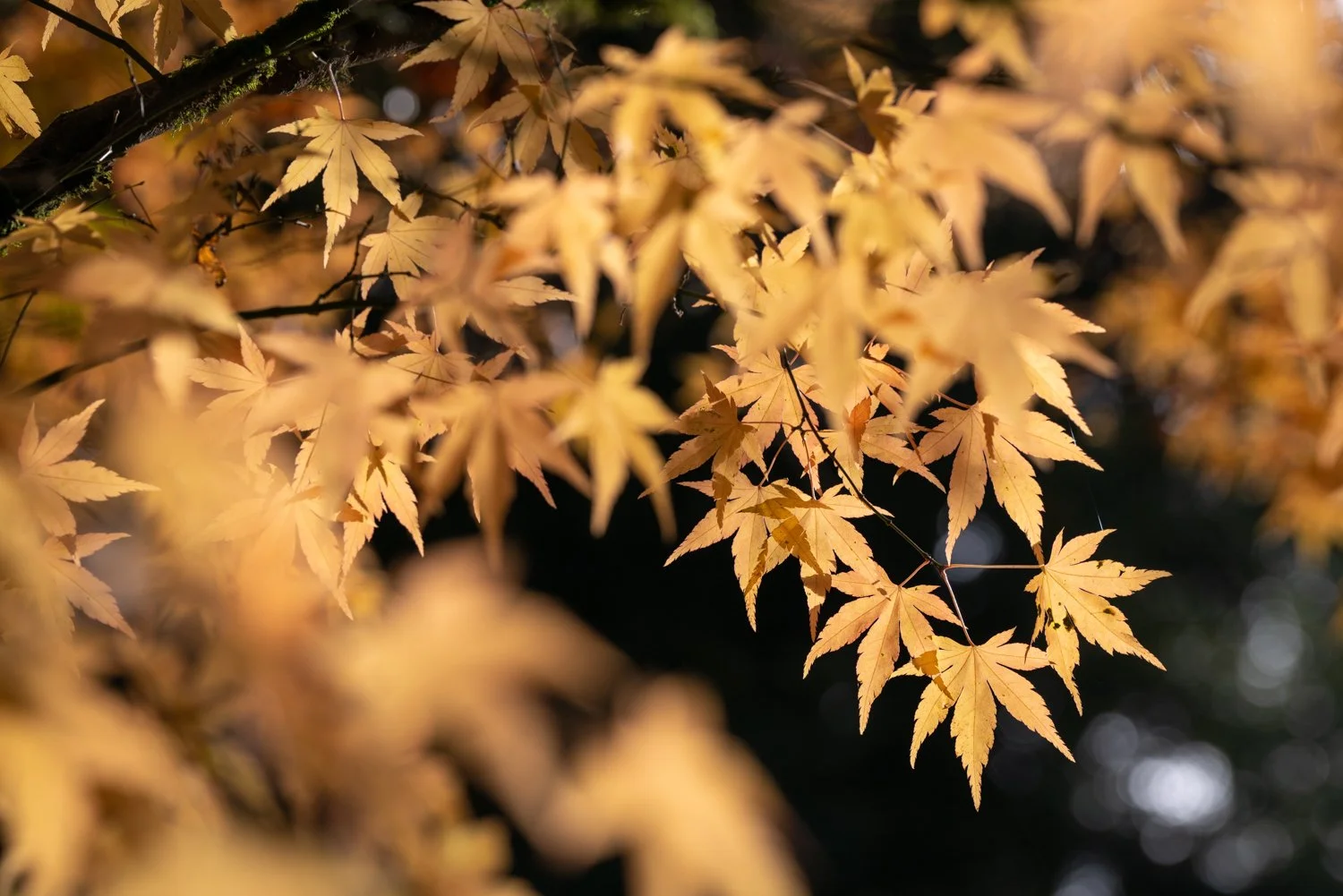 Westonbirt Arboretum