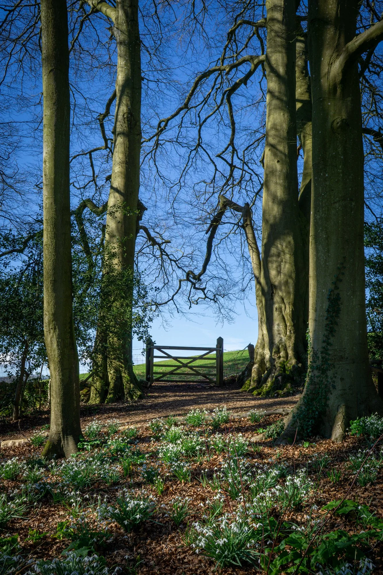 Painswick Rococo Garden