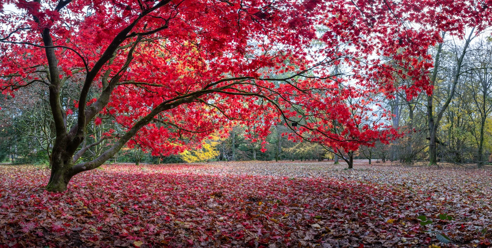 Westonbirt Arboretum