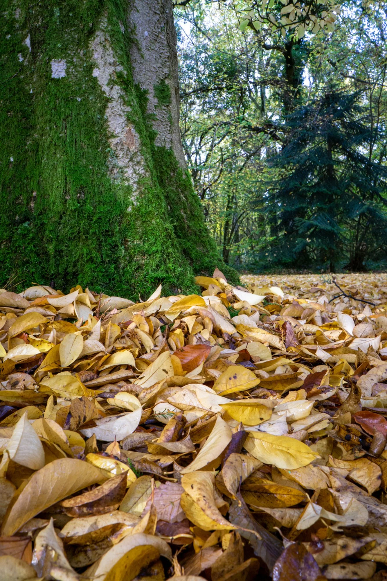 Westonbirt Arboretum