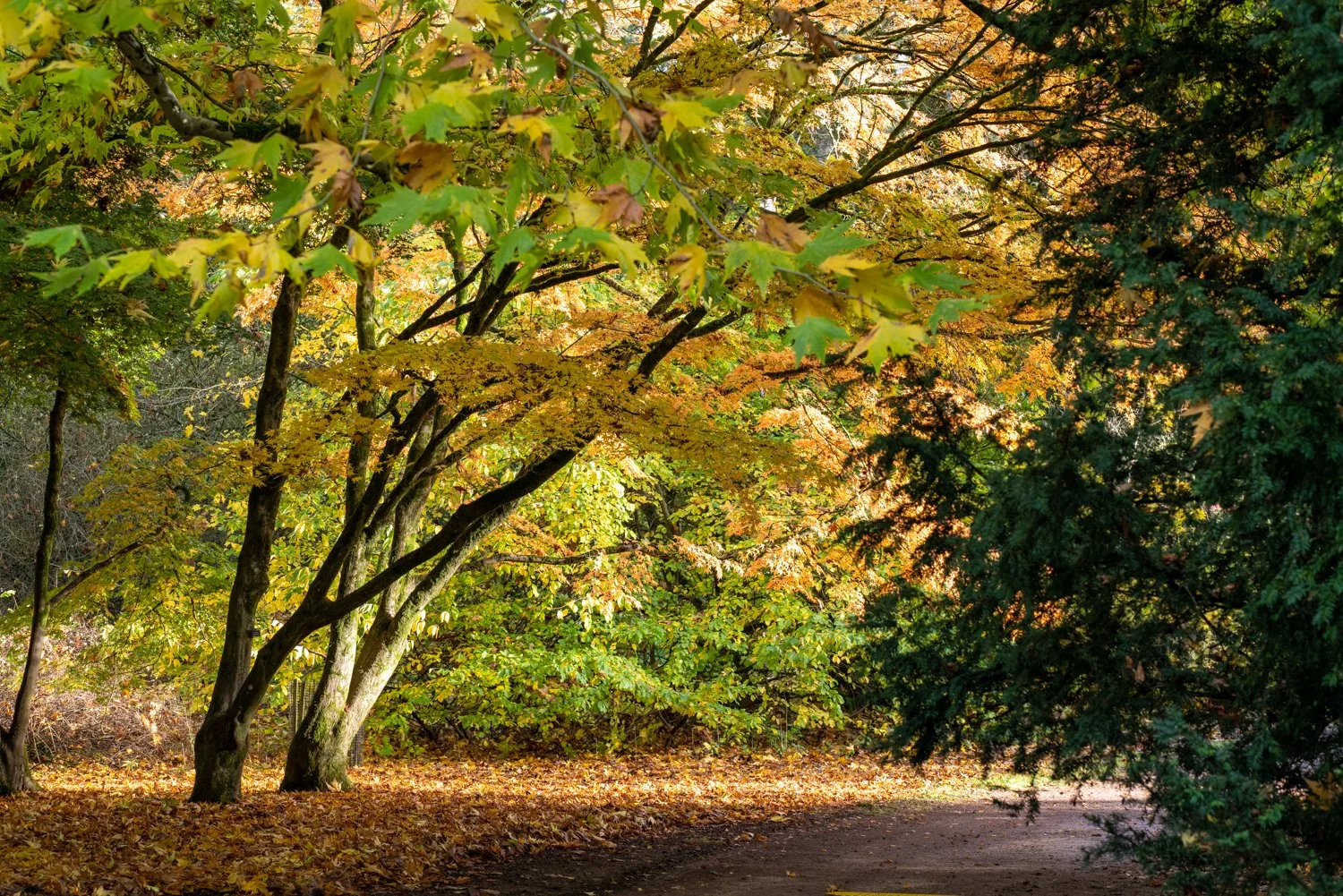 Westonbirt Arboretum