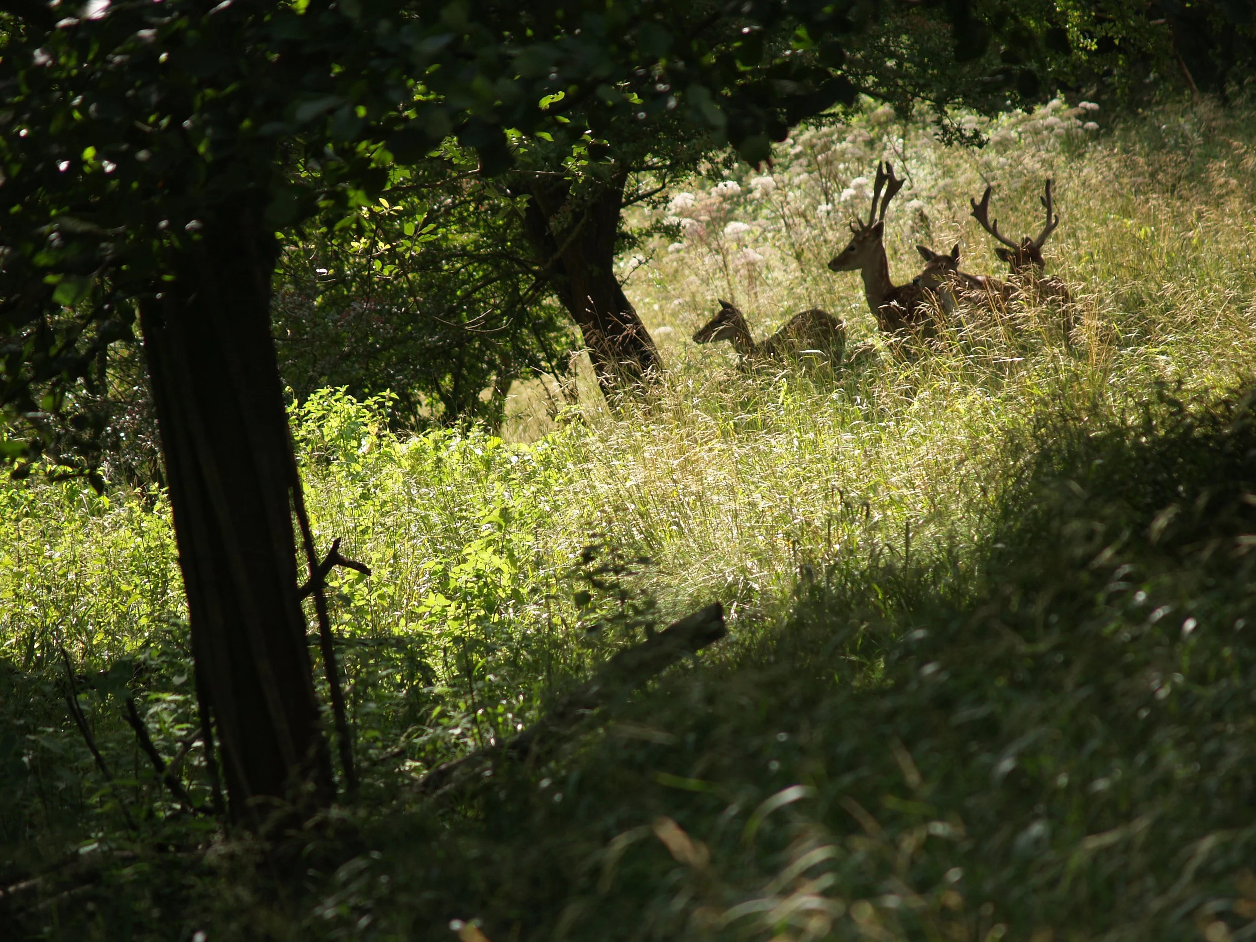 Dyrham Park - The National Trust