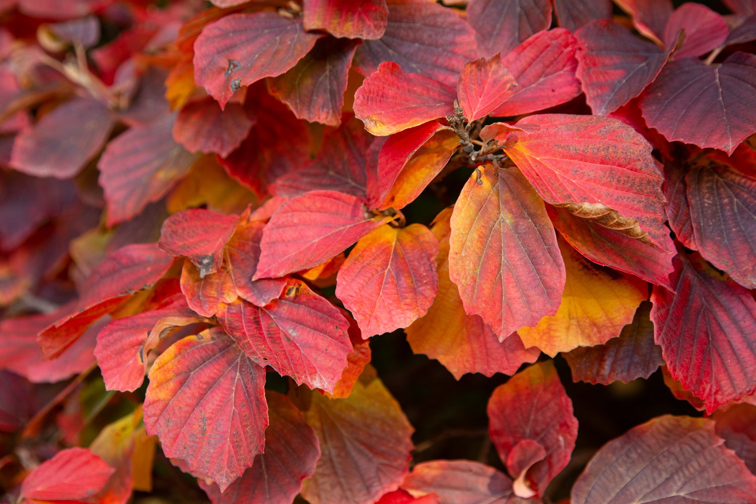 Westonbirt Arboretum