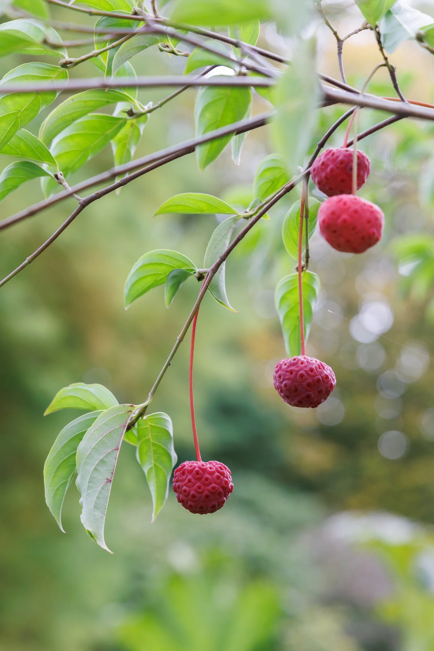Penrhyn Castle - The National Trust