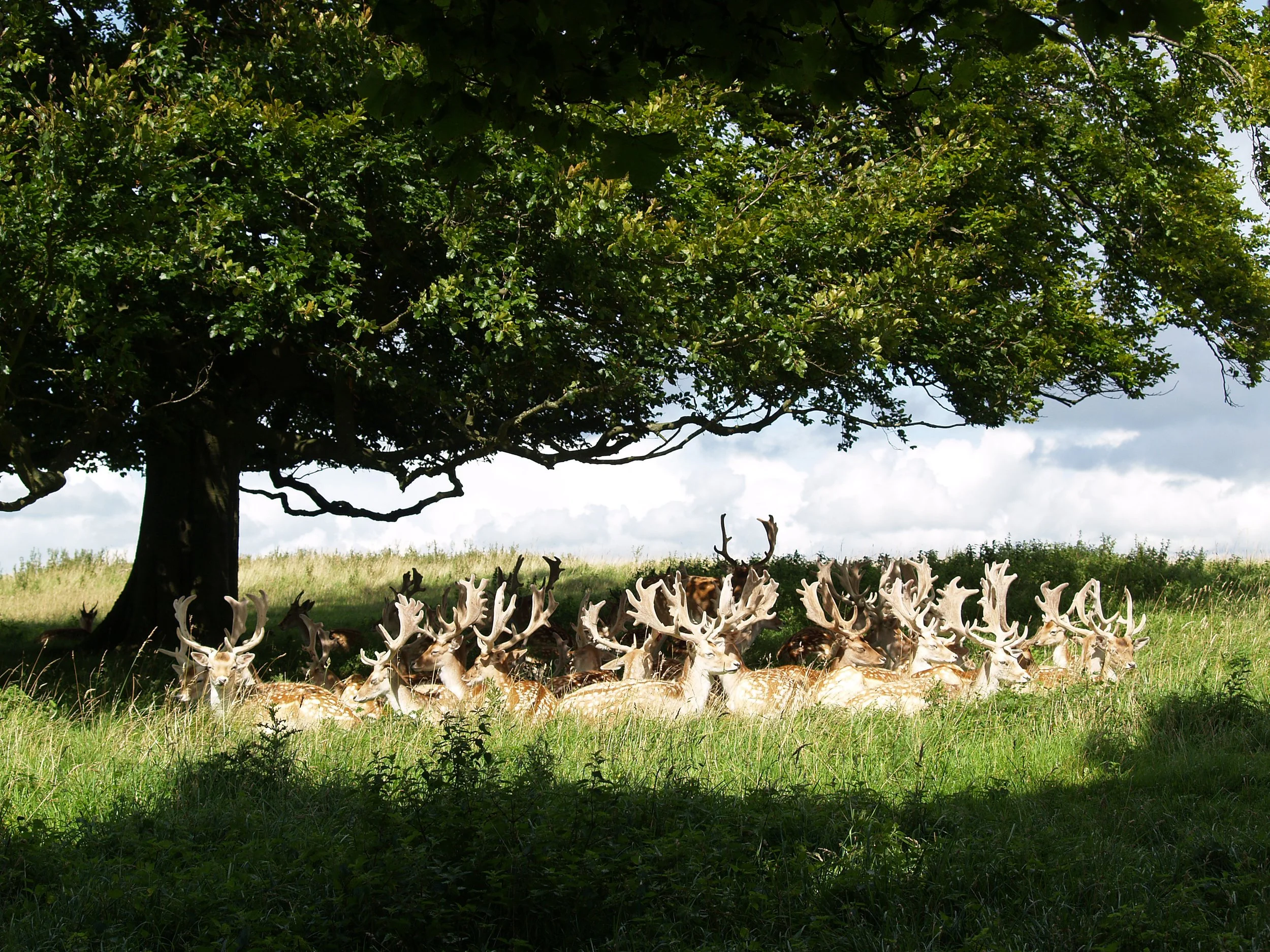 Dyrham Park - The National Trust