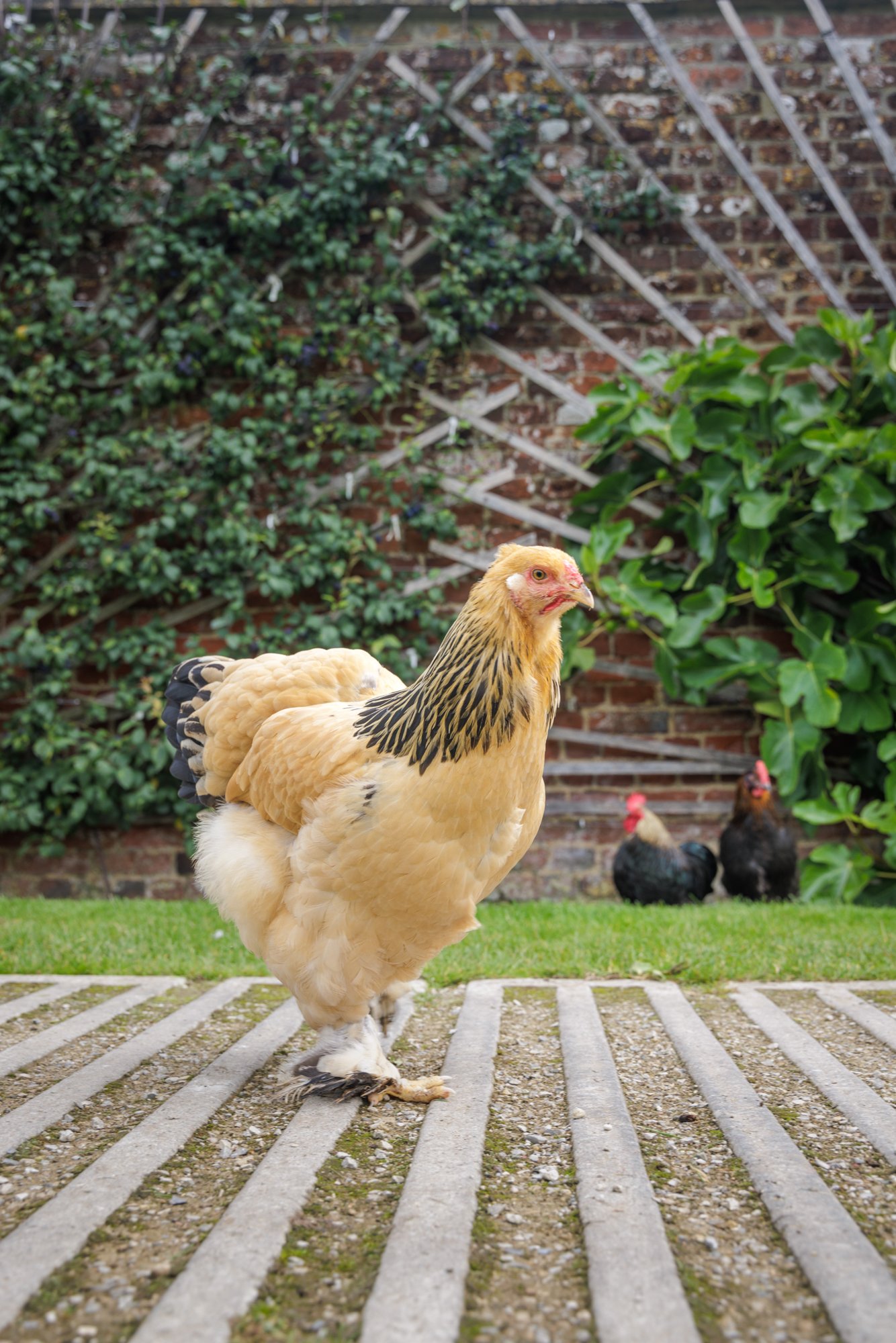 Resident freerange chickens - The Newt - Somerset - July 2023 - Casper Farrell (4).jpg