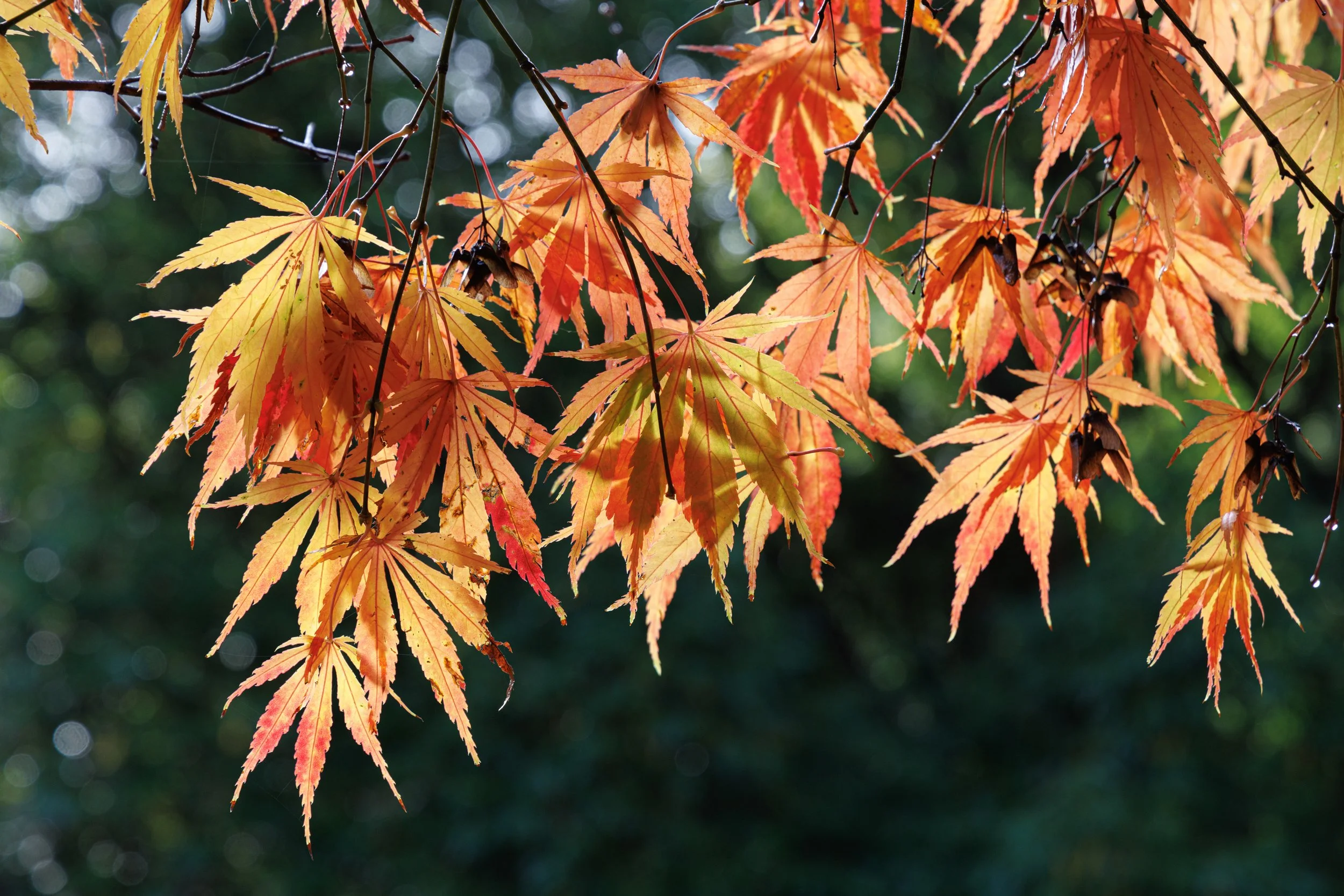 Stourhead - The National Trust